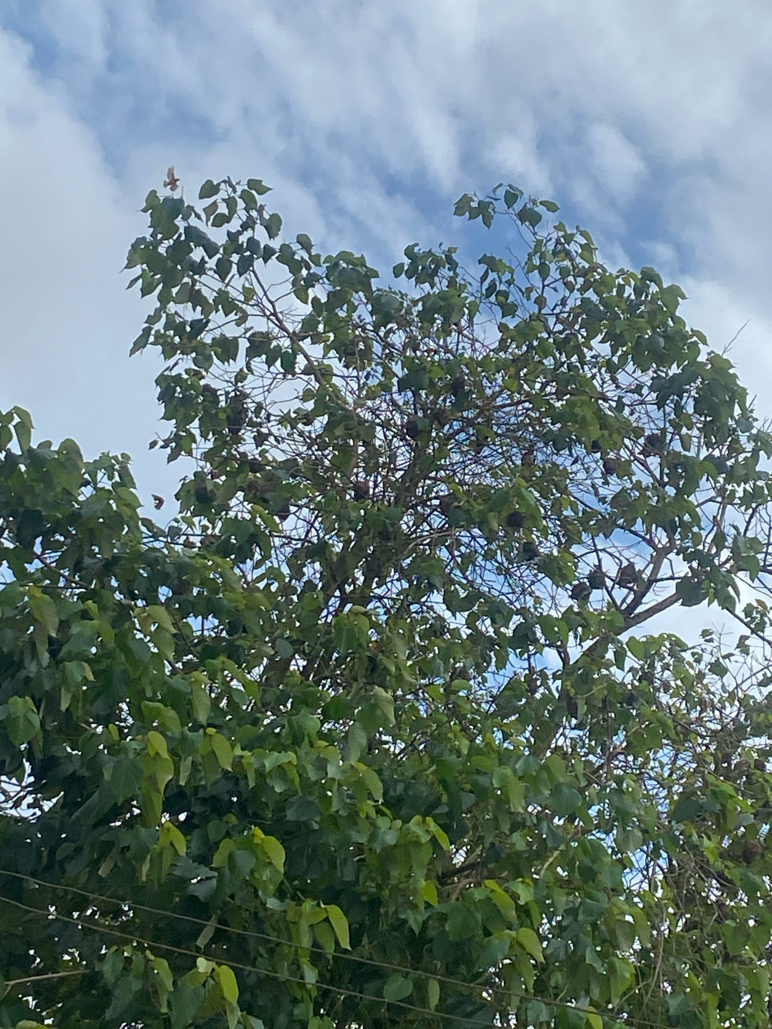 A close-up, medium-shot photograph captures the dense foliage of a large tree against a backdrop of a bright, cloudy sky. The branches are laden with lush green leaves, interspersed with clusters of darker, more spherical objects that appear to be nests. The overall impression is of a thriving natural environment, possibly a park or a heavily treed area within Ogunrin Eletu, Nigeria. The lighting suggests it is daytime, with the sun filtering through the clouds. The bottom of the frame shows faint outlines of what may be power lines. The scene is static, with no discernible action or human presence.