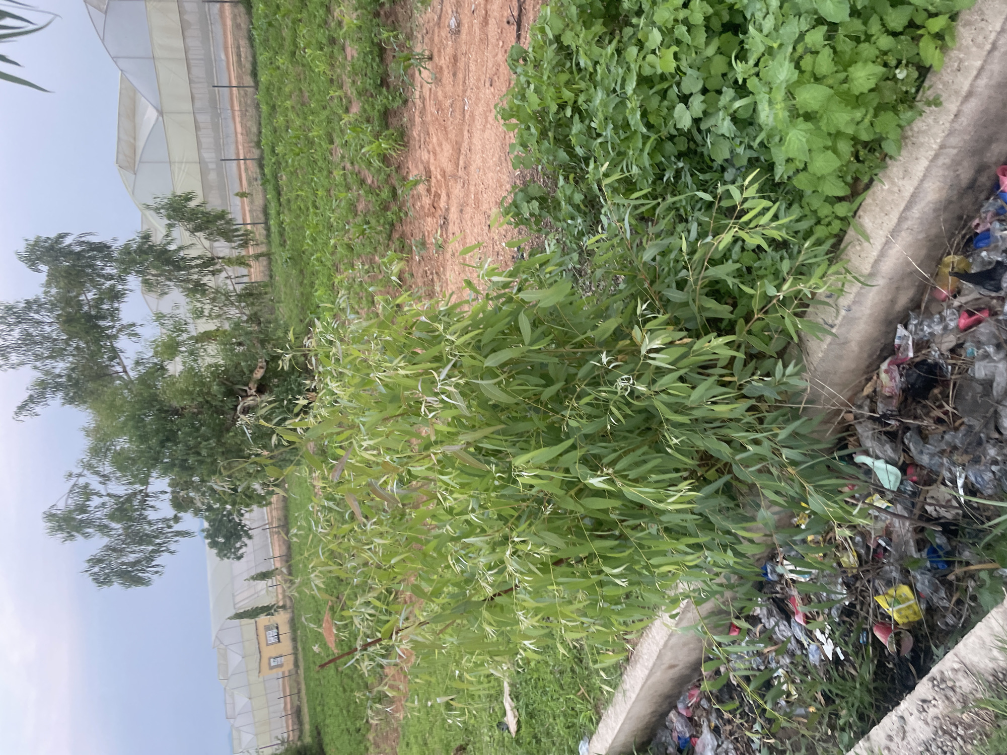 This is a medium shot, eye-level, outdoor, natural light photograph of a ditch filled with trash and overgrown vegetation, located near a farming area with greenhouses in the city of Jalingo, Nigeria. In the foreground, a concrete ditch is overflowing with accumulated refuse, including plastic bottles, wrappers, and other assorted debris. Lush green foliage, including a large bushy plant with long, thin leaves, grows along the edge of the ditch. In the mid-ground, rows of young green crops are visible on a reddish-brown dirt field, with a fence line running in front of them. In the background, several large, white, arched structures, identified as greenhouses, dominate the landscape under an overcast sky. A small, yellow building with windows is situated between the greenhouses on the left. A large tree with thin, wispy branches stands in the center, partially obscuring the greenhouses. The scene suggests an agricultural setting with evidence of waste management issues.