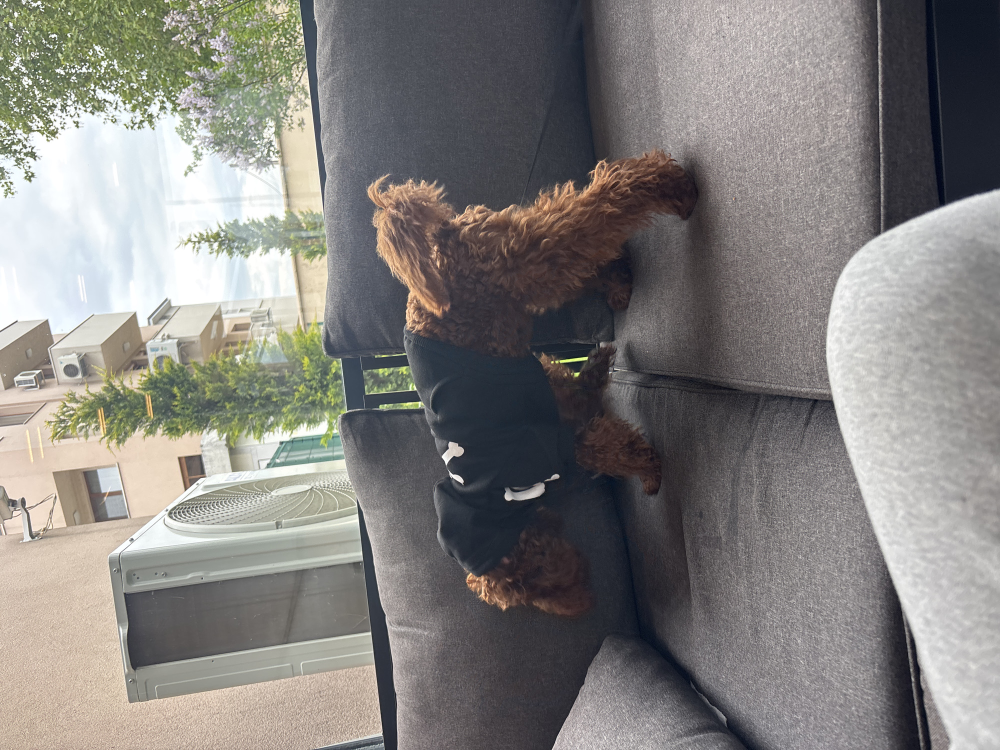 An overhead shot captures a small, reddish-brown curly-haired dog, possibly a poodle or poodle mix, lying relaxed on a grey upholstered sofa. The dog is wearing a black top or sweatshirt adorned with white, stylized bone-like designs. It is positioned on its side, facing away from the viewer, with its head slightly turned towards a large window.
Through the window, a cityscape under a partly cloudy sky is visible. In the foreground outside, a white outdoor air conditioning unit with a fan grill on top is prominent. Beyond that, several light-colored buildings with multiple windows and additional air conditioning units are scattered among green trees and other foliage. The overall scene suggests a residential or urban environment. The lighting indicates it is daytime. The dog appears calm and comfortable on the sofa, seemingly enjoying the view or simply resting. No visible text is discernible in the image. The setting suggests an indoor space with a view, or an outdoor patio area, in a location like Plovdiv, Bulgaria.