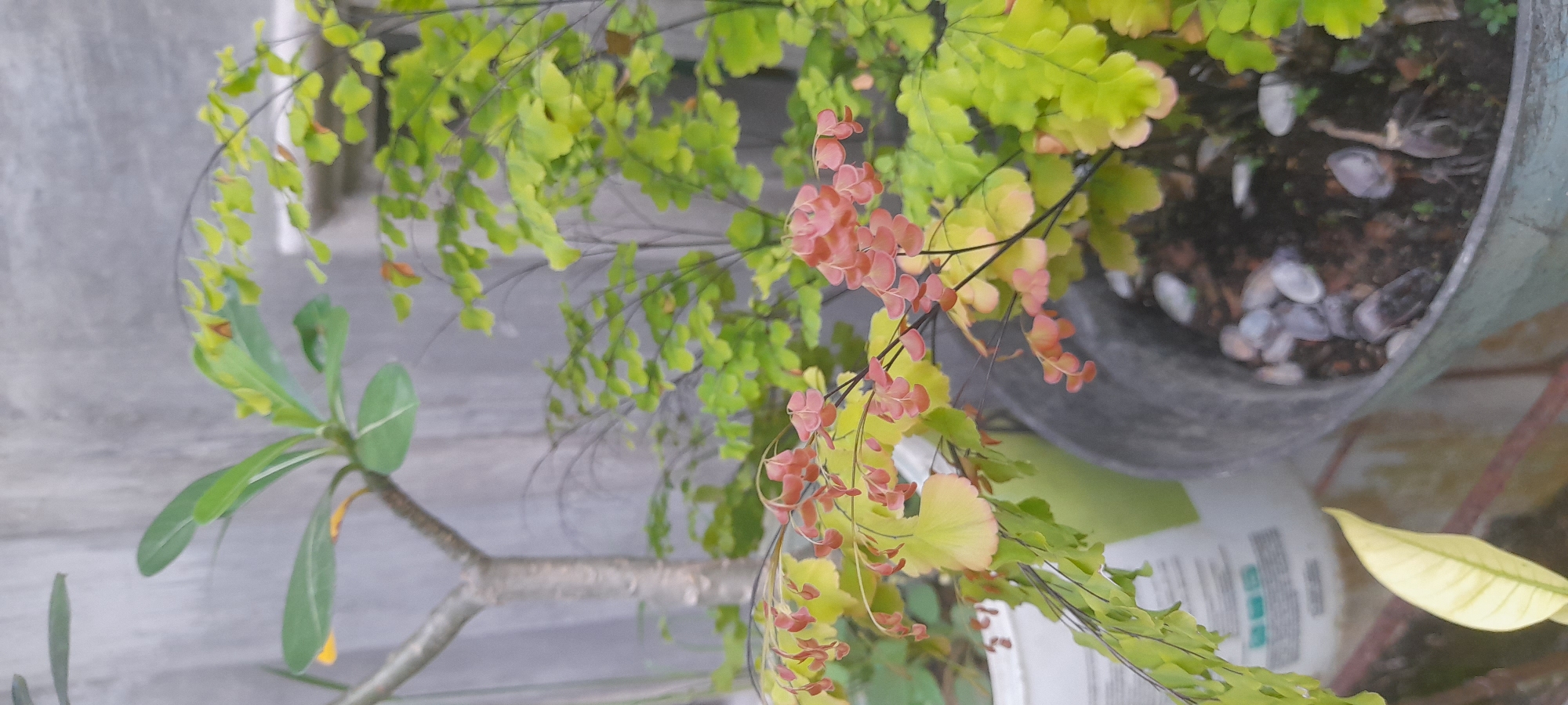 The image shows a plant in a pot, likely located in an outdoor or semi-outdoor setting in Buketteukuh, Indonesia. The plant in the pot is a type of fern, possibly an Adiantum species (Maidenhair Fern), with delicate, small, fan-shaped leaflets. Some of the leaflets have a distinct reddish-pink coloration on their edges. The pot is filled with soil, and some small white shells are scattered on the soil surface. Another plant with smooth, oblong leaves and a visible branch structure is also present in the foreground. The background consists of a gray concrete or paved surface and a hint of a container, possibly plastic. The lighting suggests daylight, and the focus is on the plant in the pot.