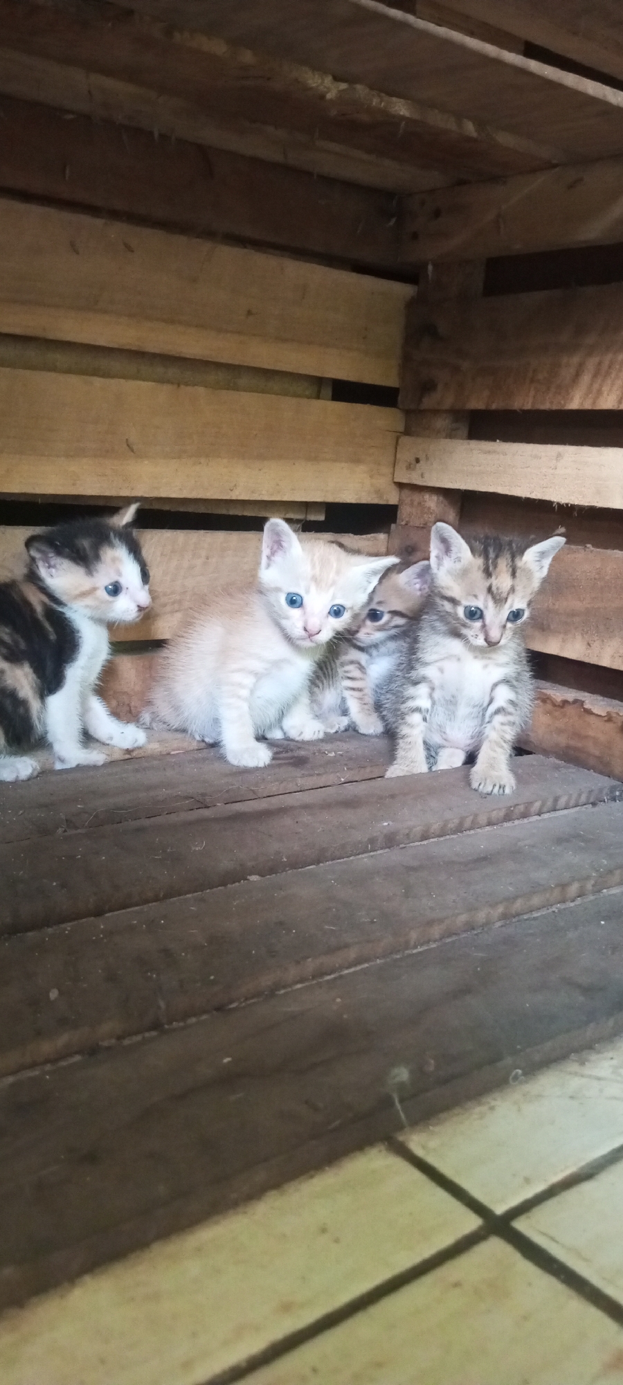 Four kittens are housed in a wooden crate, which appears to be a simple, makeshift enclosure. The kittens are of various colors and patterns: one is calico, with patches of black, white, and orange; another is a pale orange or cream color; and two are tabby, with grey and black stripes. They are all young, with wide, blue eyes, and appear to be sitting or resting on the wooden floor of the crate. The crate is constructed from rough, unfinished wooden planks, with visible gaps between them. The background consists of more wooden planks, suggesting the crate is part of a larger wooden structure. The overall environment is rustic and somewhat unrefined, indicating a possibly rural or utilitarian setting. No people are visible in the image.