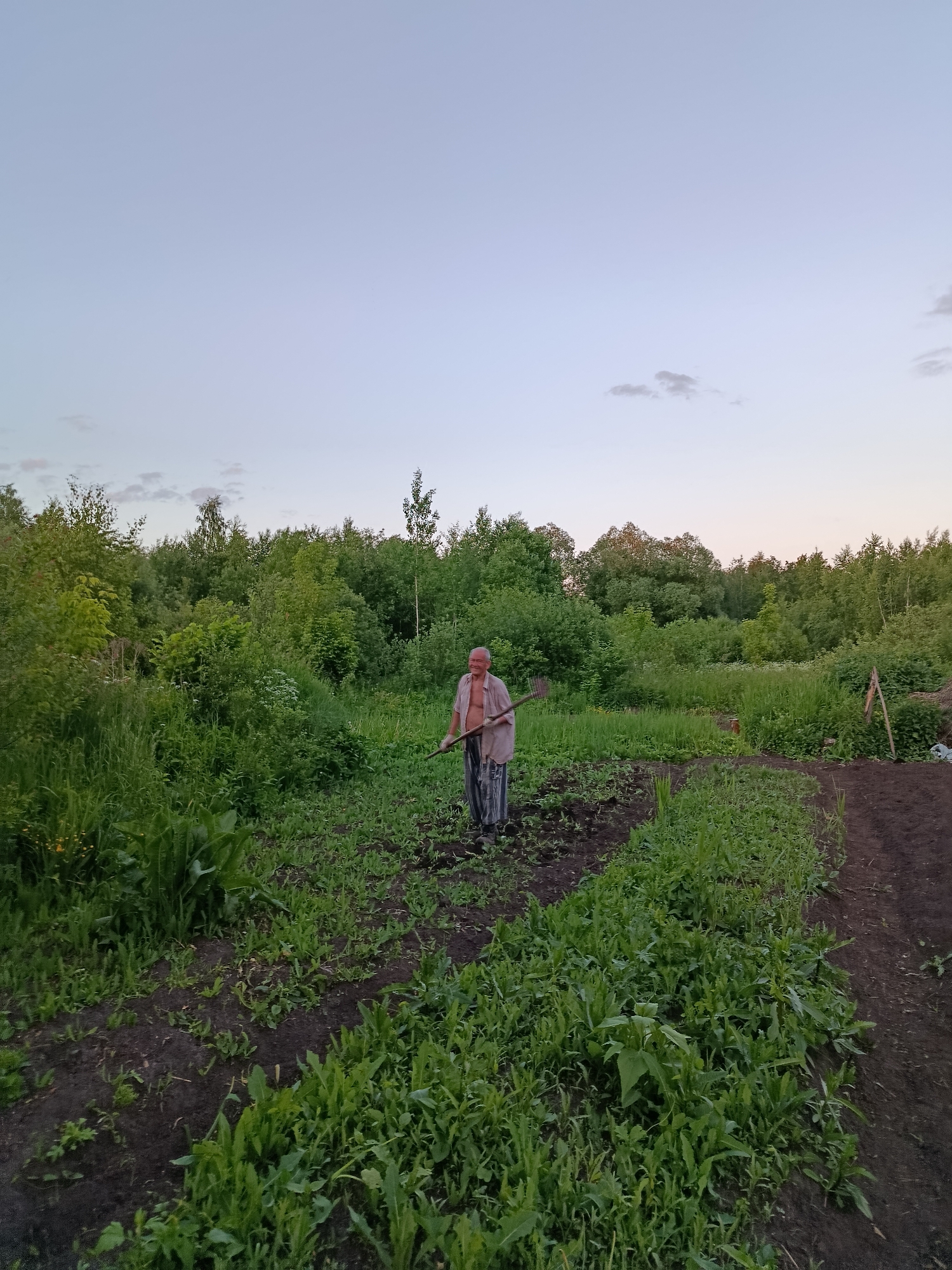 The image captures an outdoor rural scene, likely a garden or agricultural plot in Veyera, Russia, set against a backdrop of a dense forest. In the center stands an older man with light skin, appearing bald, wearing an unbuttoned light-colored shirt and striped dark pants. He holds a gardening tool, possibly a hoe or rake, across his shoulders and displays a gentle, contented smile. His presence suggests engagement in gardening activities, either having just worked or about to begin.
The foreground and mid-ground consist of dark, rich soil with rows of young green plants, indicating active cultivation. Surrounding these planted areas are abundant green weeds and wild vegetation, contributing to the natural, rustic feel. The background features a thick line of deciduous trees, forming a lush green forest.
The time of day appears to be twilight, either early morning or late evening, characterized by a soft, diffused light. The sky is a pale blue with subtle hints of pink or orange near the horizon and a few scattered, wispy clouds. The lighting creates a peaceful and serene atmosphere. There is no visible text in the image.