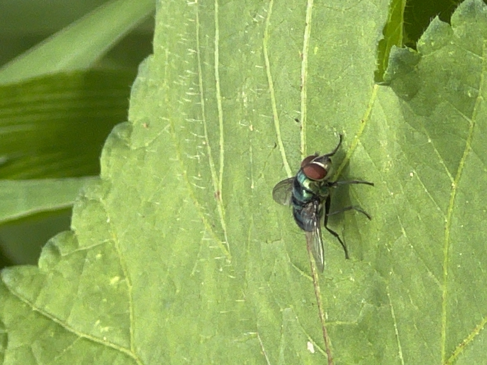 A close-up, eye-level, vertical shot captures a metallic green fly with large red eyes perched on a vibrant green leaf. The fly is positioned in the lower-middle section of the frame, facing left with its legs splayed. The leaf's surface exhibits a network of fine veins and appears slightly textured. In the background, out-of-focus green foliage suggests an outdoor environment. The image's overall lighting is bright, indicative of daylight. There is no identifiable human presence or urban infrastructure, making it impossible to determine a specific location within Jos, Nigeria.