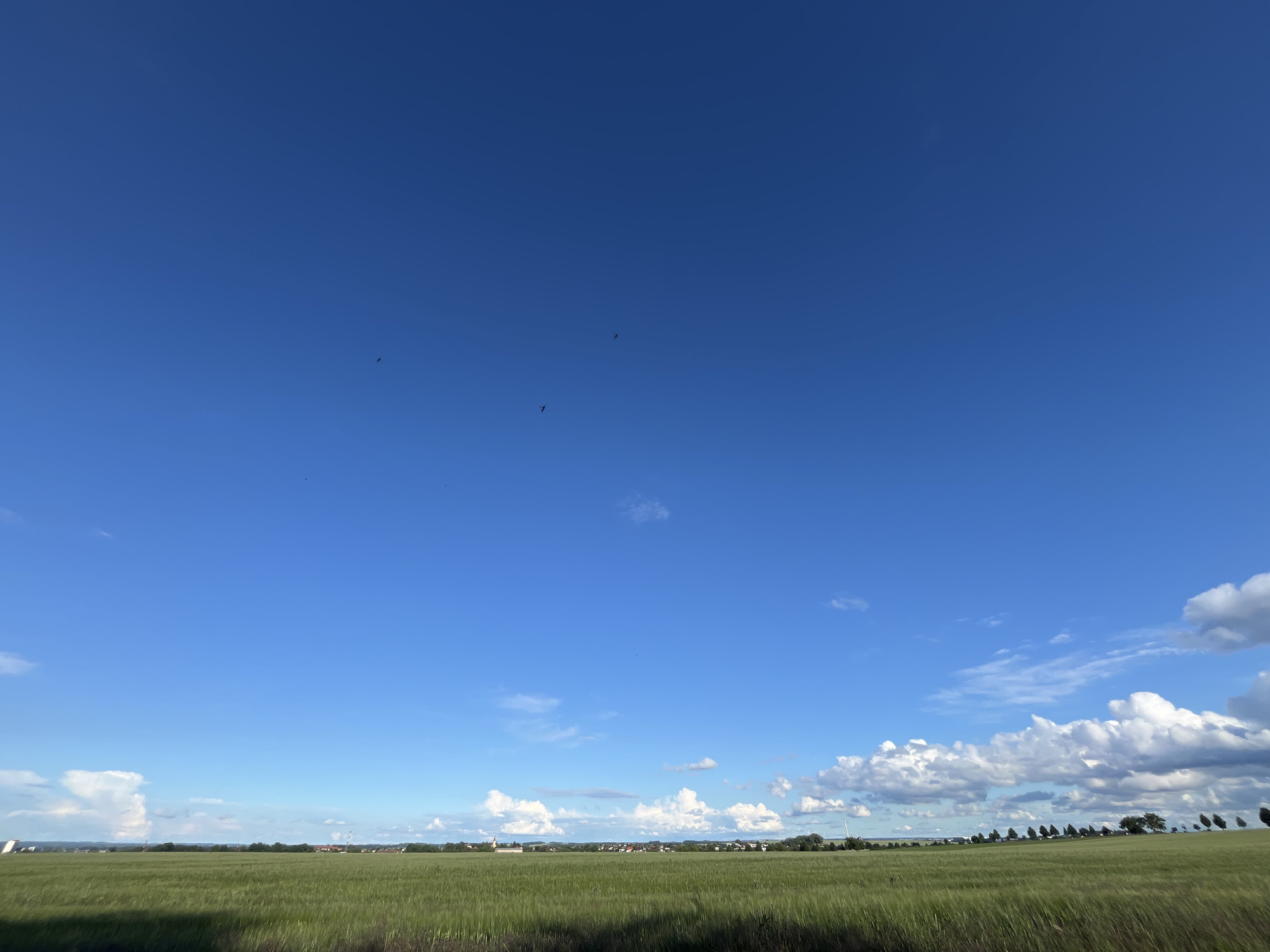 A wide, low-angle shot captures a vast expanse of bright blue sky with a few wispy clouds. In the distance, a low horizon line shows a lush green field of crops that extends across the frame. A faint shadow from the viewer's position is cast across the foreground of the field. Beyond the field, a distant, hazy line of buildings suggests a town or village. Several small, dark specks are visible in the sky, likely birds in flight. The overall scene conveys a sense of open space and rural tranquility under a clear, expansive sky.