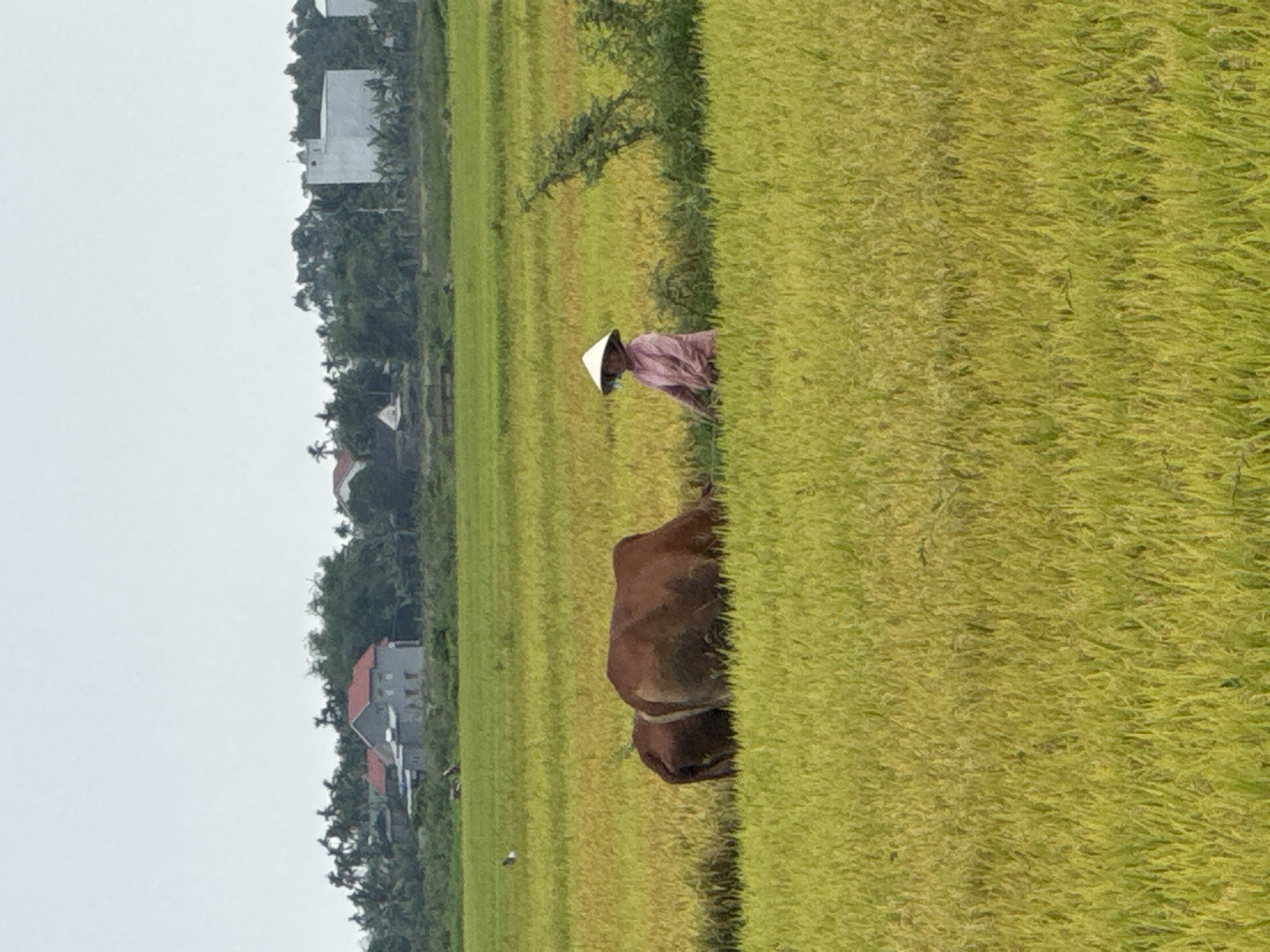 The image captures a rural scene in what appears to be a large rice field in Đà Nẵng, Vietnam. The main subjects are a person and a cow, both situated within the expansive field.
The person is visible in the middle ground, wearing a traditional Vietnamese conical hat (nón lá) and what appears to be a light purple or mauve long-sleeved shirt. Their body is partially obscured by the tall, mature rice plants, suggesting they are moving through or working in the field.
A brown cow is also in the middle ground, closer to the foreground than the person. It is mostly submerged in the dense rice plants, with only its back and head visible, suggesting it might be grazing or being led through the field. A small white bird is visible on the ground near the cow's feet.
The predominant feature of the scene is the vibrant rice field, which displays varying shades of green and golden yellow, indicating different stages of ripeness or growth. The field stretches across the frame, conveying a sense of vastness.
In the background, a line of lush green trees forms a natural horizon, punctuated by several buildings. These structures include white and gray houses, some with red-tiled roofs, blending into the distant foliage and suggesting a village or small settlement bordering the agricultural land.
The sky is overcast with a soft, light gray tone, indicating a cloudy daytime setting. There are no harsh shadows, contributing to the gentle lighting of the scene. No discernible text is visible in the image. The overall impression is one of peaceful rural life and traditional farming.