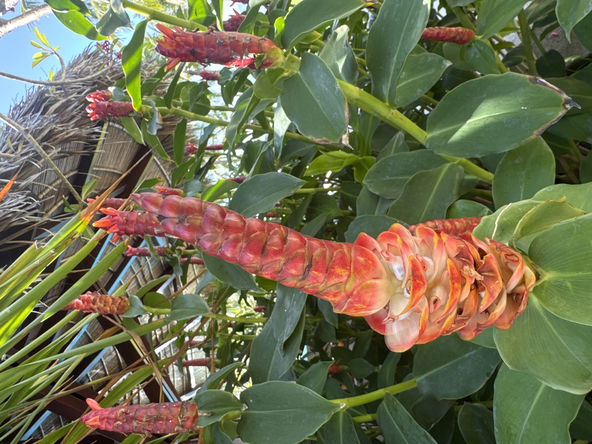 The image shows a close-up of red and orange spiral ginger flowers blooming in front of a thatched-roof structure. The flowers are the main focus, with their vibrant colors and intricate petal formations. Lush green leaves surround the flowers, creating a tropical atmosphere. In the background, the thatched roof and glimpses of palm fronds suggest an outdoor setting, possibly a resort or garden in a warm climate. The image appears to be taken during the day, with bright sunlight illuminating the scene.