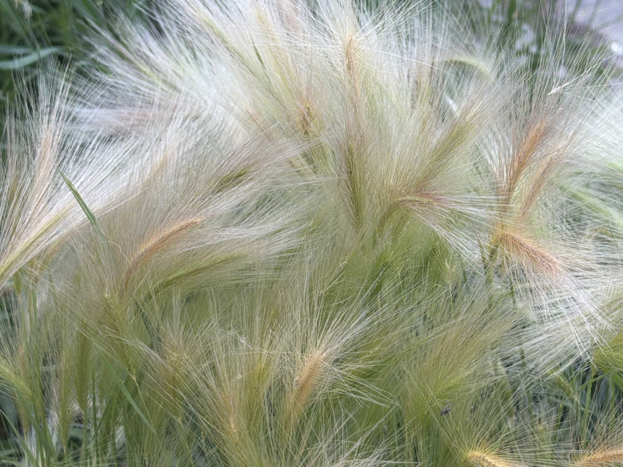 This is a close-up, eye-level, full-frame photograph of foxtail barley grass. The grass stalks are predominantly light tan and white, with some muted green undertones. The feathery seed heads are densely packed and appear to be blowing in a gentle breeze, creating a soft, diffused effect. The background is a blur of green, suggesting other foliage or grass. There are no people or man-made objects visible in the image. The lighting appears to be natural daylight, casting soft shadows and highlighting the delicate texture of the grass. Without further information, the specific location within the city of Tyumen, Russia, cannot be determined.
