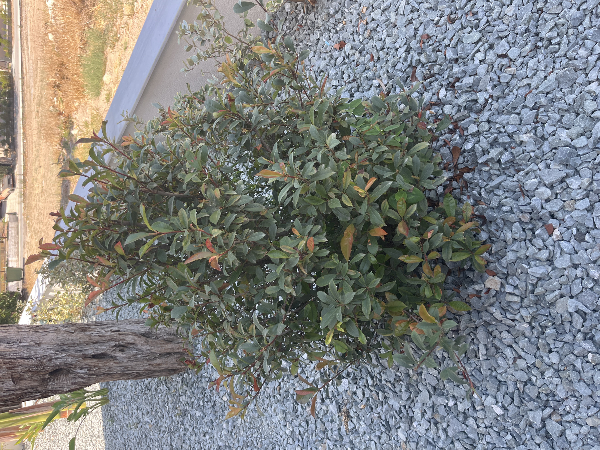 A dense, leafy green bush with some reddish-brown tinges on its leaves is centrally located in the frame. The bush is surrounded by a bed of light gray gravel. To the left of the bush, a portion of a tree trunk with rough, textured bark is visible. In the background, a light-colored wall or curb runs horizontally, and beyond that, dry, golden-brown grass and some scattered vegetation are present. The setting appears to be an outdoor area, possibly a garden or a public space, in Moni Community, Cyprus. The lighting suggests it is daytime.