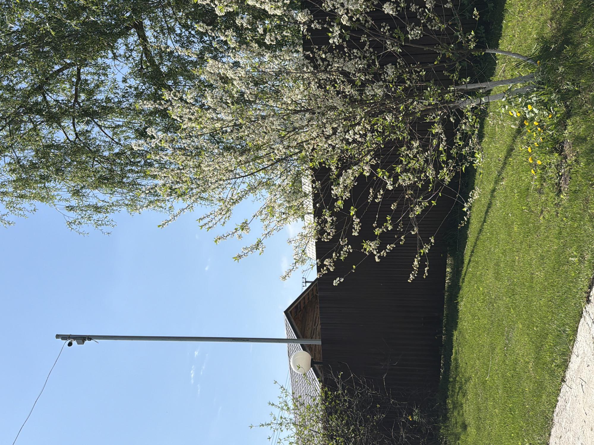 The scene depicts an outdoor area in what appears to be a residential or semi-rural setting. A dark-colored wooden building stands to the right, partially obscured by a flowering tree with white blossoms. A green lawn stretches alongside the building. In the foreground, a light pole extends vertically, with a light fixture and a camera attached. The sky is clear and blue. Another tree with green leaves is visible in the upper left corner. A patch of dandelions is visible near the tree. The image is oriented sideways. It's difficult to definitively confirm the exact location in Chaikovsky, Russia, without more context or recognizable landmarks.