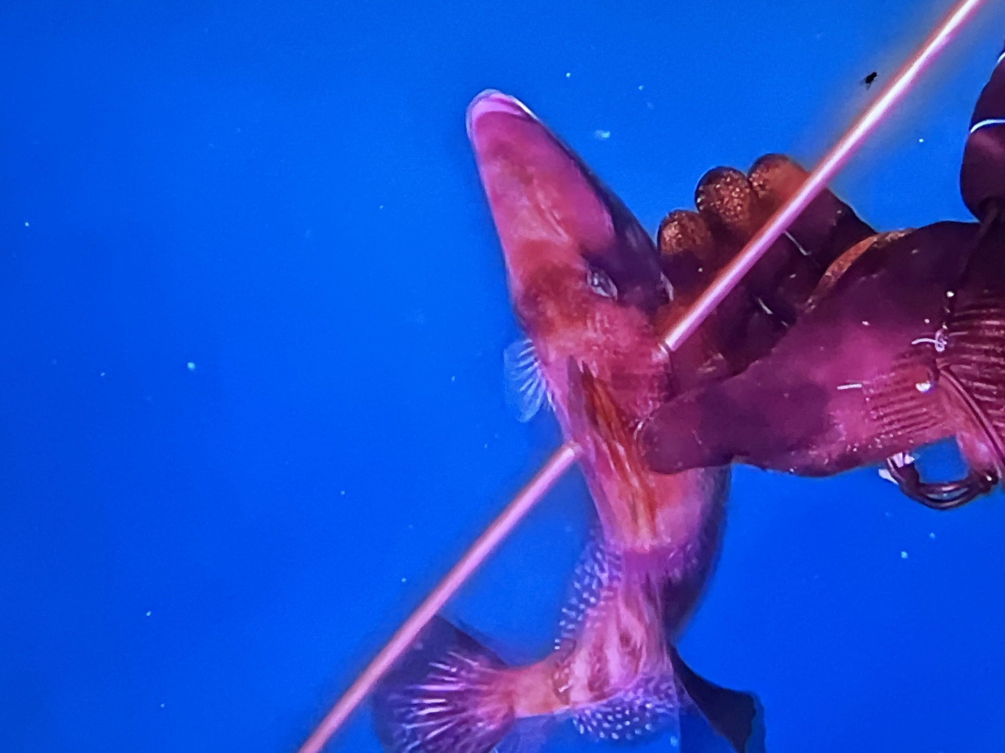 An underwater scene depicts a reddish-pink fish impaled by a spear. The fish is oriented horizontally, with its head to the right and tail to the left. A long, thin, light-pink spear shaft passes diagonally through the fish's body, entering near the head and exiting towards the tail. A gloved human hand, dark purple in color and textured, is visible in the lower right quadrant, appearing to hold either the spear or the fish itself. The background is a uniform, bright blue, suggesting clear water, with numerous small, faint, light specks scattered throughout, indicative of suspended particles. The image lacks specific visual identifiers to confirm a location within the city of Casablanca, Morocco.