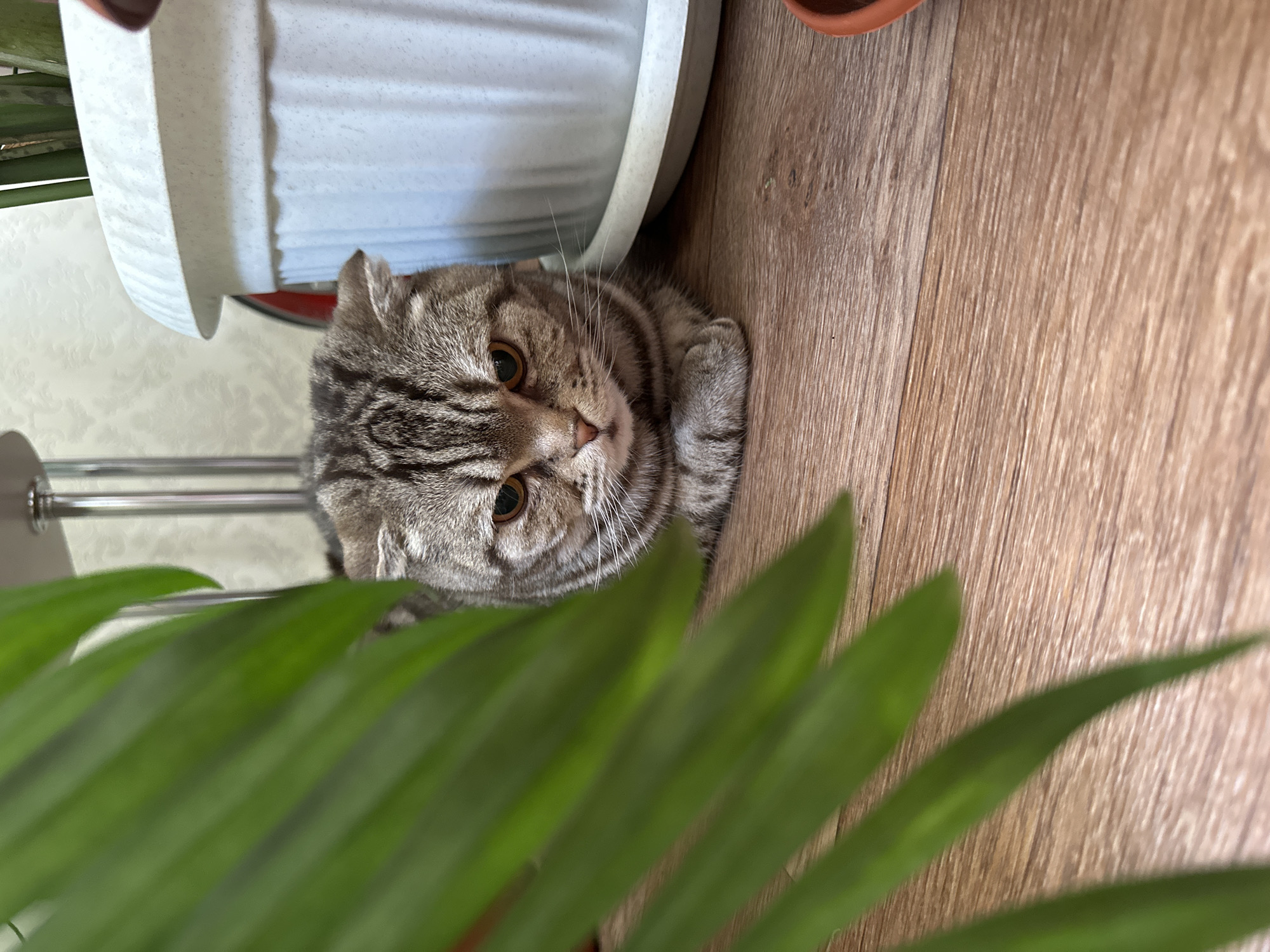 A cat is lying on a light brown wooden floor, its head tilted slightly to the side. The cat has brown and grey tabby markings and amber-colored eyes. Above and to the left of the cat is a white planter, and in the foreground are the green fronds of a plant, partially obscuring the view. The location is not specified.