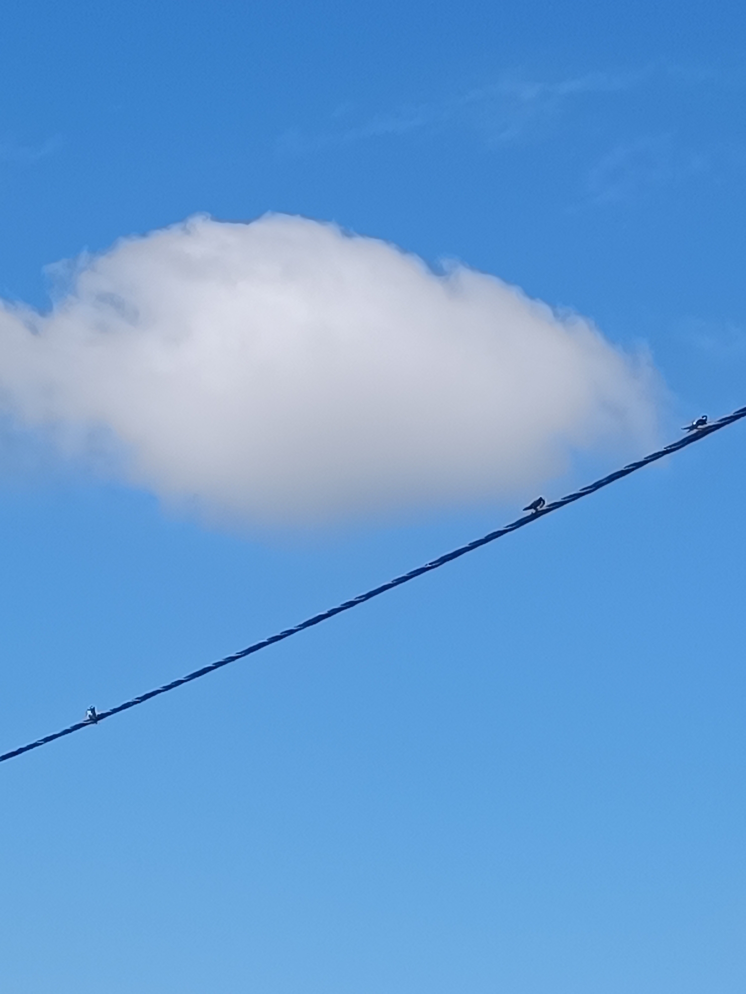 A clear blue sky is visible with a single, puffy white cloud in the upper left quadrant. A dark electrical wire stretches diagonally across the frame from the bottom left to the upper right. There are three small, dark birds perched on the wire. One bird is positioned in the lower left, another in the middle, and the third in the upper right section of the wire. The overall scene suggests an outdoor environment, likely in a rural or suburban area given the presence of overhead wires and the natural elements. The location is identified as Тэльмінскі сельскі Савет, Belarus.