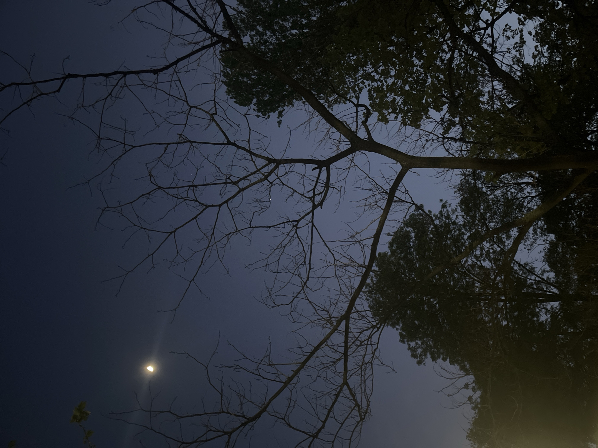 The image presents a nighttime view looking upwards into a clear, dark blue sky, framed by the silhouettes of trees. The setting is likely Plovdiv, Bulgaria. A bright, luminous crescent moon is prominently featured in the lower-left quadrant of the sky, glowing against the deep indigo.
The trees themselves vary in their state; some branches, particularly those stretching across the mid-ground and left side of the frame, are bare and stark, creating an intricate, almost skeletal pattern against the sky. Other parts of the canopy, especially towards the right and top, are dense with dark foliage, appearing as shadowed masses that partially obscure the sky. The perspective is from directly beneath the trees, emphasizing their height and the expansive view of the sky above.
No human activity or specific objects other than the natural elements are visible. The time of day is clearly night, indicated by the dark sky and the moon. The sky appears clear, without significant cloud cover, allowing the moon's light to shine through distinctly. The overall atmosphere is one of quietude and natural beauty, evoking a sense of peacefulness or perhaps a slight eeriness from the bare branches. There is no visible text in the image.