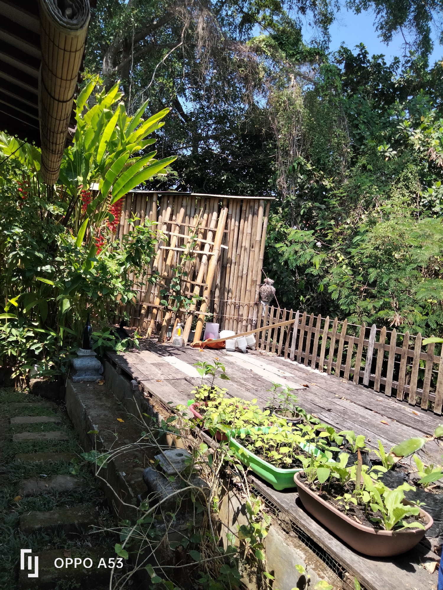 The image depicts an outdoor scene with lush vegetation and a wooden deck. In the foreground, a wooden deck is partially visible with several planters containing young green plants. To the left, a concrete structure is seen with stepping stones leading into the grass. A large tropical plant with broad green leaves and red flowers is prominent on the left side of the image.
Behind the deck, a fence made of vertical wooden stakes runs along the right side. A structure constructed of bamboo poles stands in the background, with a ladder leaning against it. A bird-like effigy or decoration is positioned near the bamboo structure. The environment is characterized by dense foliage, with trees and vines visible, suggesting a tropical or subtropical setting. The lighting indicates it is daytime. The lower left corner of the image contains a watermark with the text "OPPO A53".
While the image is rich with natural and constructed elements, there is no specific visual information to pinpoint the location within North Kuta, Indonesia.