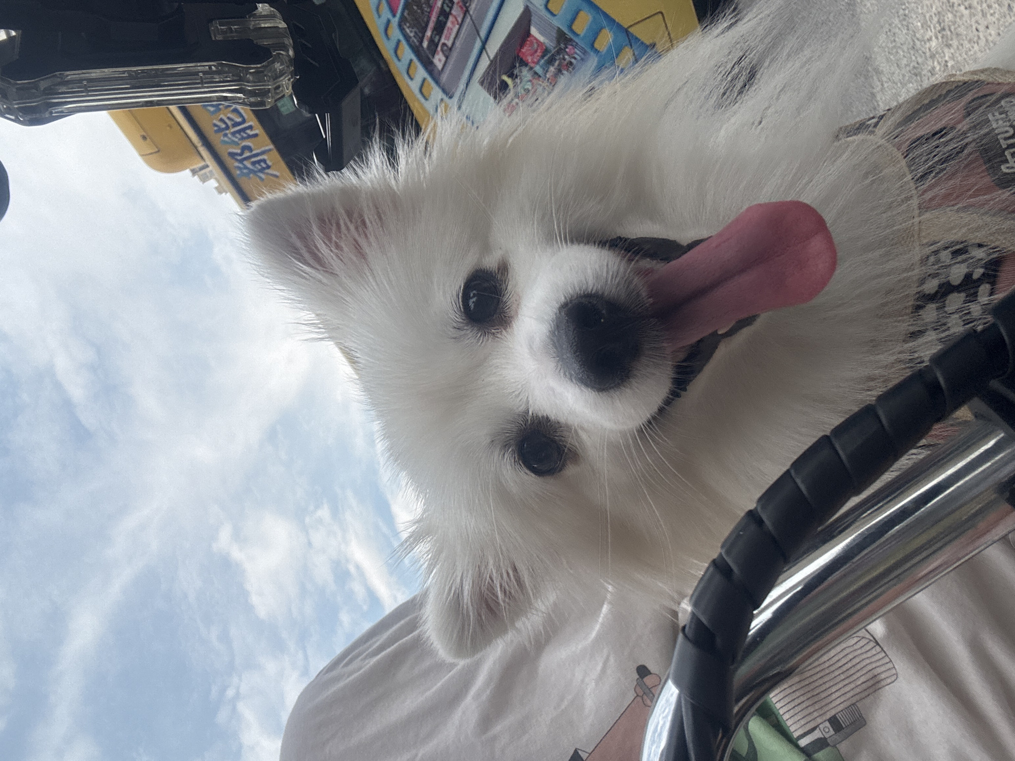 A fluffy white Pomeranian dog with its tongue hanging out is shown in a close-up selfie, its head filling most of the frame. The dog's eyes are open and dark, and its fur is long and white. Behind the dog, a person's shoulder and arm, covered by a white shirt, are visible on the left. In the background, on the right, part of a yellow vehicle with Chinese characters, possibly a bus or truck, is visible. The sky above is light blue with scattered white clouds. The lower part of the image shows a metal handlebar wrapped in black spiral tape, part of a bicycle or motorcycle. The scene appears to be outdoors in a city, with the specific location identified as Nanhai District, China.