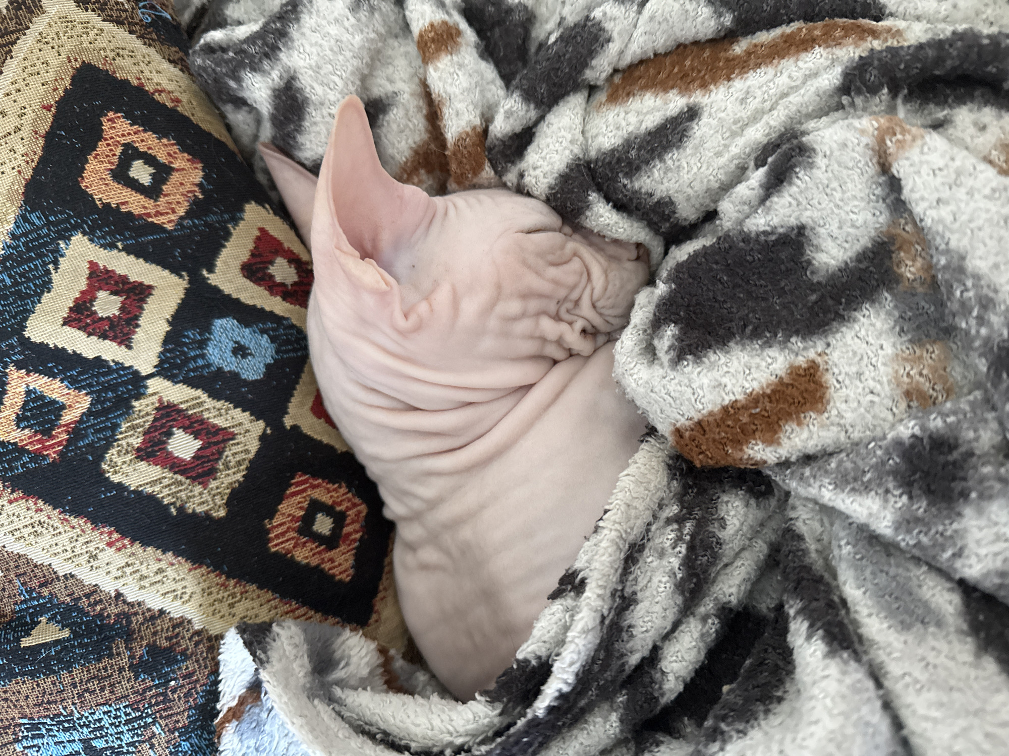 A hairless Sphynx cat is curled up and sleeping on a bed or cushioned surface. The cat is pinkish-white, wrinkled skin. The cat is partially covered by a soft blanket with a blurry spotted pattern in shades of white, gray, and brown. A patterned cushion or pillow with geometric shapes in black, blue, brown, and red, is visible next to the cat. There is no evidence that the image was taken in Krasnoyarsk, Russia.