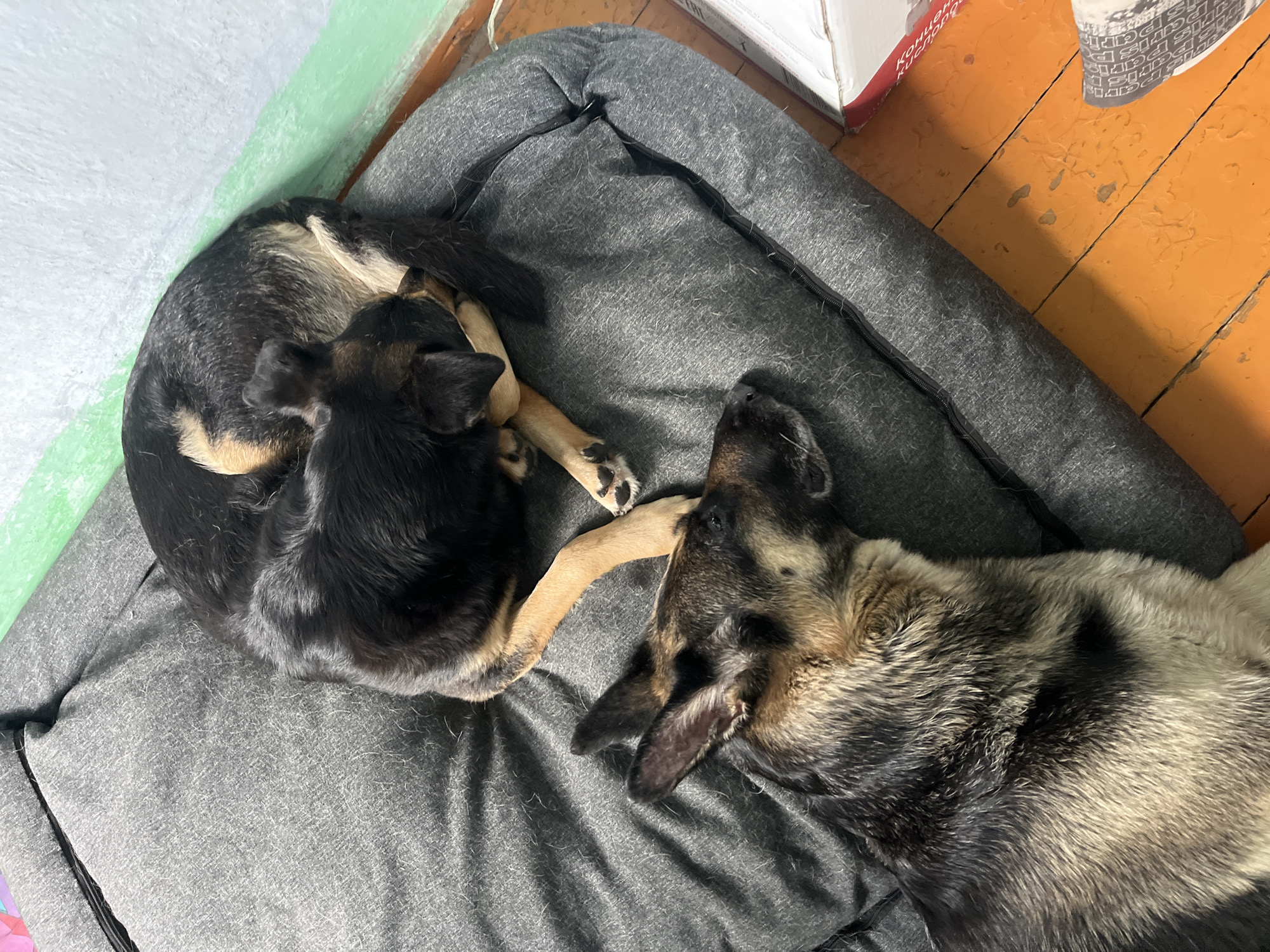 Two German Shepherd dogs are sleeping on a gray dog bed. One dog is curled up in a ball, with its head tucked under its body. The other dog is lying on its side, with its head resting on the bed. The dog bed is on a wooden floor. There is a green and white wall in the background. The image appears to be taken indoors. The location of Nizhny Tagil, Russia is not discernible from the image itself.