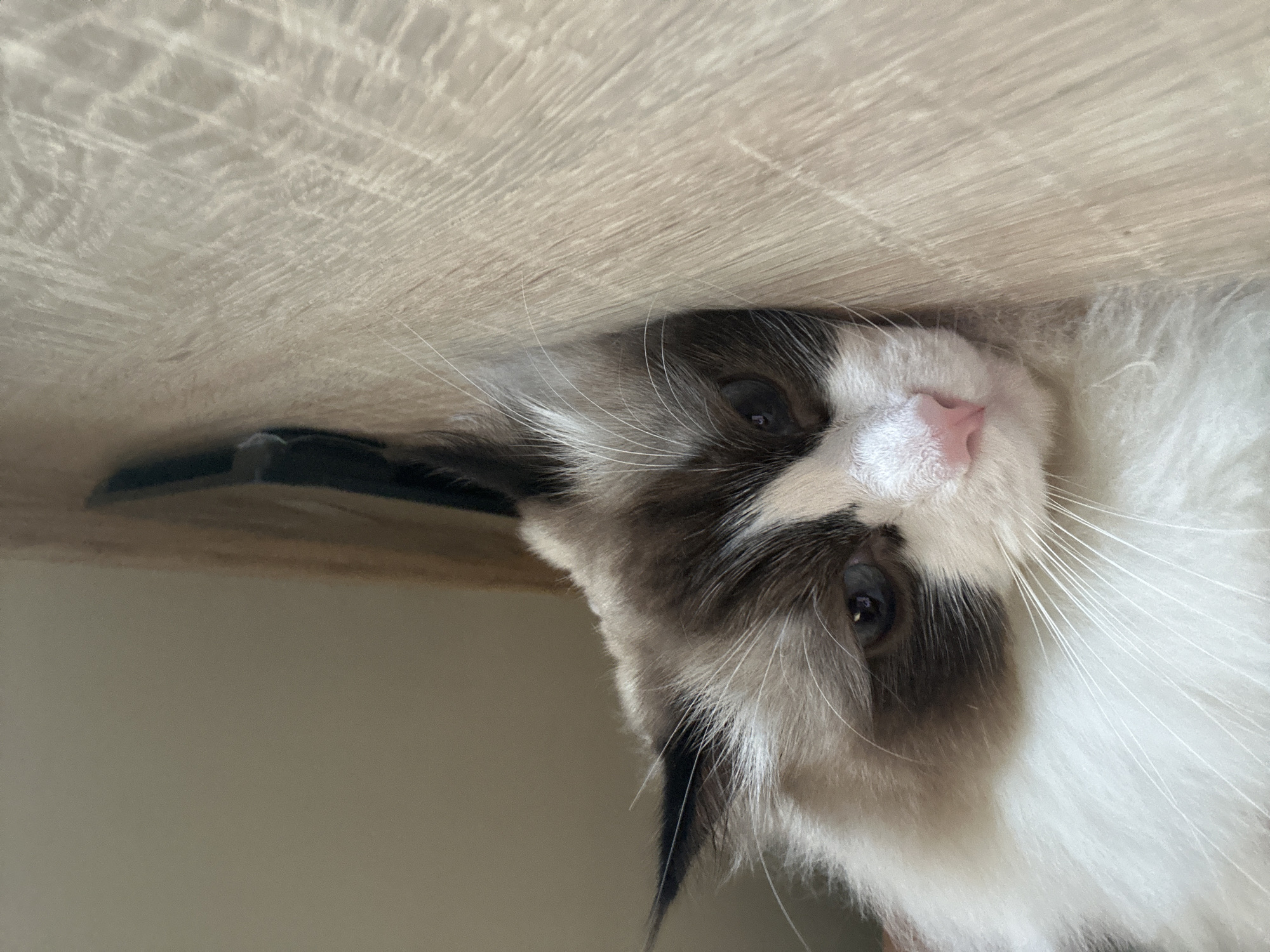 The image prominently features a cat peeking out from underneath a light-colored wooden surface. The cat's head is angled such that it appears upside down relative to a standard upright view, suggesting it is looking up from a lower position, possibly from under a table or shelf.
The cat is a striking breed, likely a Ragdoll or similar, characterized by its color point markings. Its face displays a beautiful pattern of dark brown or black fur around its eyes and ears, forming a mask-like appearance, which contrasts sharply with the abundant, fluffy white fur covering its chin and neck. Its eyes are a deep, dark brown or blue, conveying a curious and gentle expression. A small, soft pink nose is visible at the center of its face, and numerous long, white whiskers fan out from its muzzle. The texture of its fur appears soft and well-groomed.
The wooden surface above the cat occupies the upper half of the image. It is a light beige or pale brown wood, possibly laminate or a lightly stained timber, with a clear, linear grain pattern running horizontally across the frame. Below the cat's head, the background is a smooth, undifferentiated light gray or beige tone, likely a wall or floor.
The overall impression is one of playful curiosity, with the cat observing its surroundings from its hidden vantage point. No specific activity beyond observing or resting is depicted. There is no visible text in the image. This scene is located in Burgas, Bulgaria.