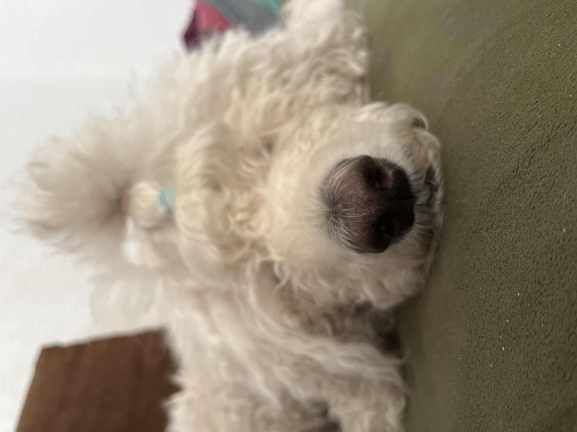 The image shows a white, fluffy dog with a black nose lying on an olive-green textured surface, possibly a couch or cushion. The dog has a light blue hair tie. A white wall is in the background. The image was taken in a private home.