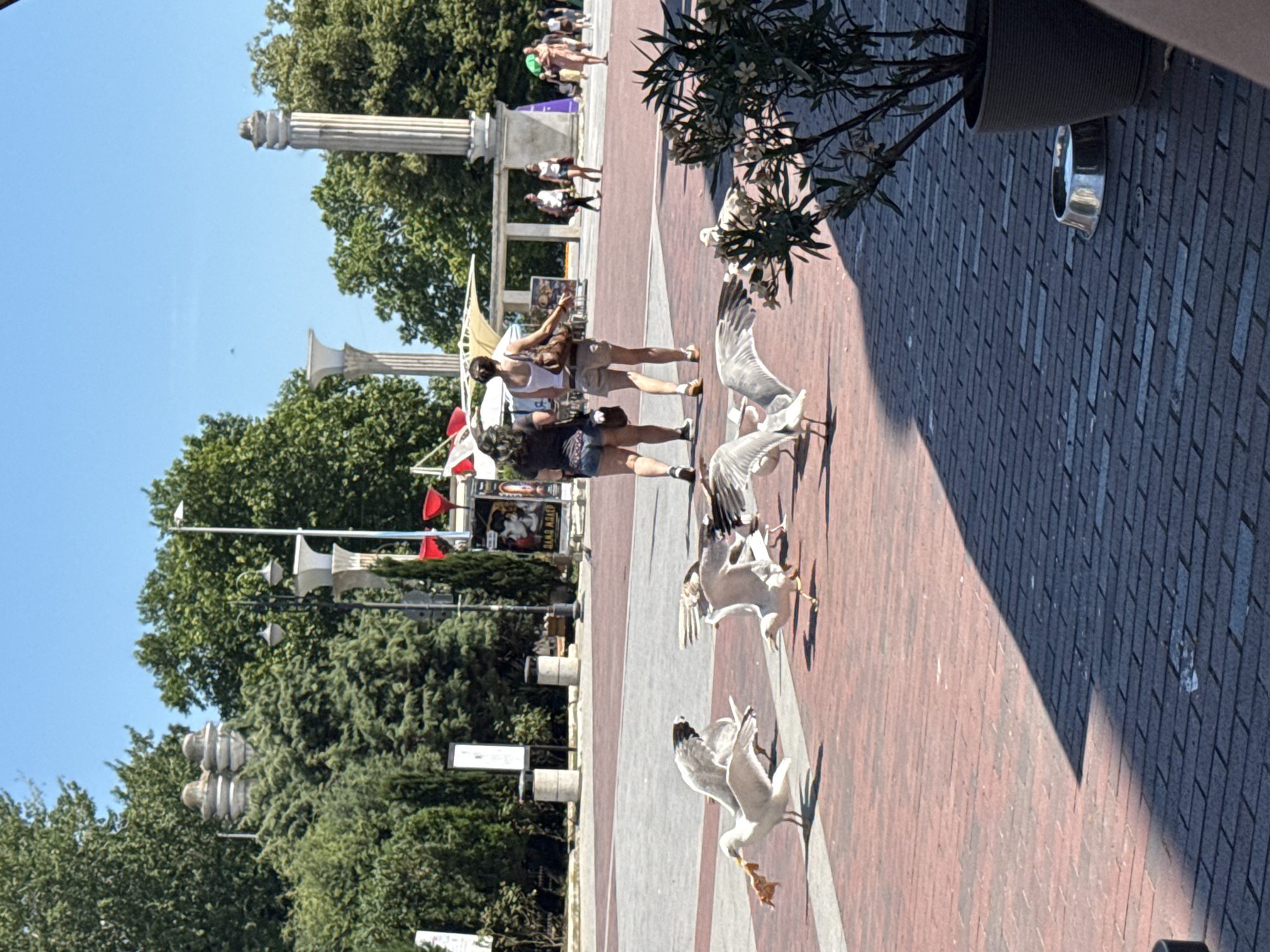 This media file depicts an outdoor scene on a sunny day, likely in the late morning or early afternoon. The setting appears to be a pedestrian area with brick paving, lined by trees and architectural elements such as columns. Several people are visible, some walking in the background and others interacting closer to the foreground.
The main subjects of interest in the foreground are a group of seagulls. One seagull is in mid-flight, with its wings spread wide. Another seagull is pecking at something on the ground, possibly food. A third seagull is captured as it's about to land, with its wings partially folded.
Two women are standing in the middle ground, seemingly engaged in a conversation or observation. One is wearing a white tank top and shorts, while the other has on a dark t-shirt and shorts. They appear relaxed and are standing on the brick pathway. In the background, more people are strolling, suggesting a public space that is active.
Notable details include the bright sunlight casting distinct shadows on the ground, indicating a clear and sunny day. The lush green foliage of the trees suggests a warm season. The presence of ornamental plants in pots adds to the ambiance of a well-maintained public space. There is a large planter with an olive tree or similar plant in the upper right corner, partially obscuring a silver trash can. Architectural columns are visible on the left side of the image, adding a touch of grandeur to the setting. Red flags are also visible on poles in the background, which might indicate an event or specific location.
No legible text is clearly visible in the media file.