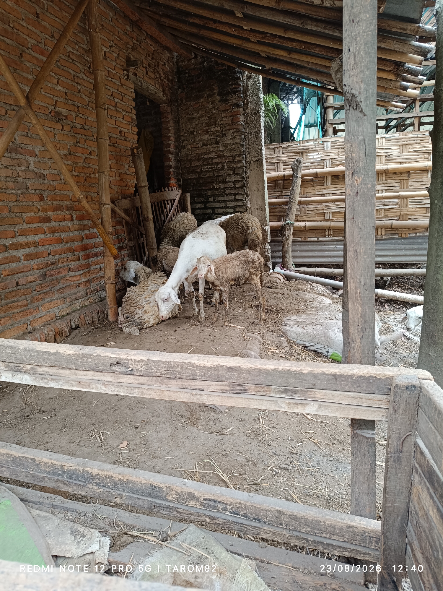 In the rural setting of Rejoagung, Indonesia, a small enclosure houses a group of sheep. The enclosure is constructed from rough, weathered wood and bamboo, with a brick wall forming one side. The ground is a mixture of dirt and straw. A mature white sheep is prominent, bent down as if eating, while a smaller brown sheep stands nearby, looking towards the camera. Other sheep are partially visible in the background. The scene suggests a simple, functional animal pen, typical of a rural Indonesian village.
