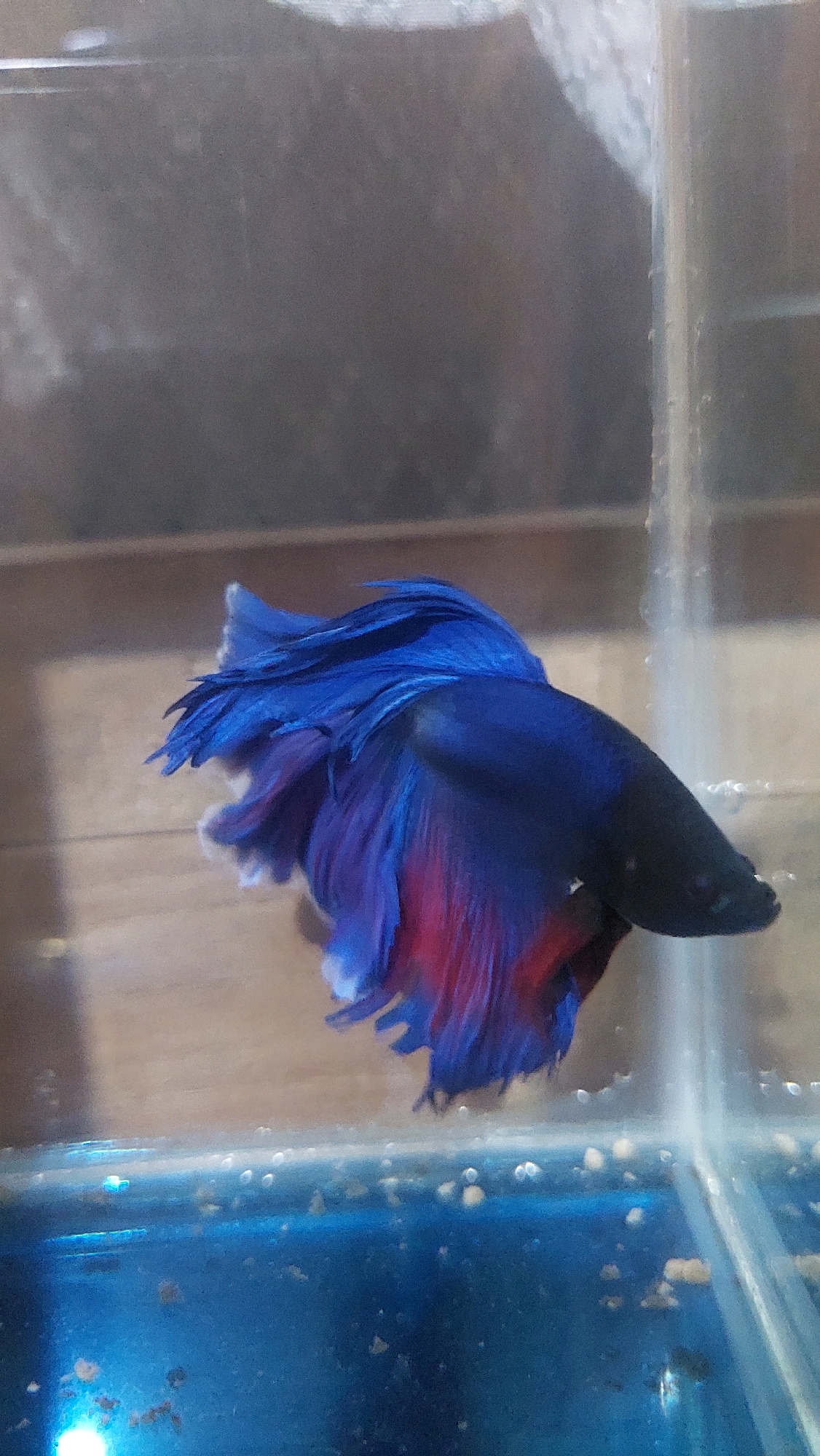 The image shows a close-up of a Betta fish in a fish tank. The fish is predominantly blue with flashes of red on its fins. Its fins are large and flowing. The tank appears to have a blue substrate with small particles scattered throughout. The background of the image is blurred, showing a wooden texture and the glass of the tank. There is no visible indication of the location in Bojong Gede, Indonesia.