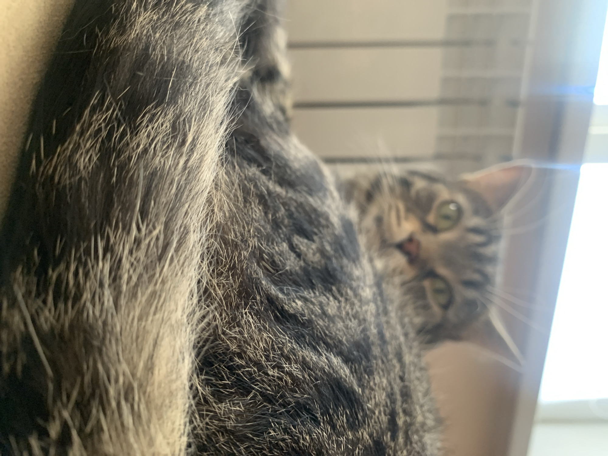 The image captures a close-up, slightly upward-angled view of a tabby cat. The dominant feature in the foreground is the cat's textured fur, rendered in shades of grey, brown, and black stripes, which is softly out of focus. Individual hairs are discernible, showcasing the intricate pattern of the fur.
In the middle ground, partially obscured by the foreground fur, the cat's face is visible, looking towards the viewer. The cat has striking green eyes and a small pink nose. Its expression appears curious or watchful. A portion of a pointed ear is also visible on the right side of its face.
The background is brightly lit and out of focus, suggesting an indoor setting near a light source, likely a window. Blurred horizontal lines, possibly from blinds or window panes, are vaguely visible on the left side of the background, while a strong light flare is present on the right, indicating natural light. No specific location cues are visible within the image itself beyond the indoor setting, but the context provided places the scene in Stavropol, Russia. No text is visible in the image.