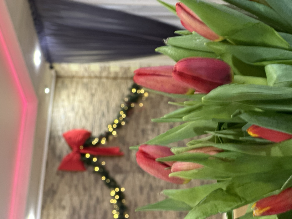 The image displays a close-up, shallow depth of field perspective of a bouquet of red and nascent pink tulips with vibrant green leaves dominating the foreground. Several tulip buds are visible in various stages of development. The background, rendered out of focus, reveals an indoor setting. A textured, light-colored wall is decorated with a large red fabric bow positioned centrally above a festive garland of green foliage interspersed with small, glowing warm-toned string lights. The ceiling, partially visible at the top, is white and features a pink LED strip light running along a perimeter edge, alongside recessed spotlights. A dark curtain is partially visible on the right side of the background. No individuals or specific identifying geographical markers for the city of Базарово, Russia, are discernible within the provided image.