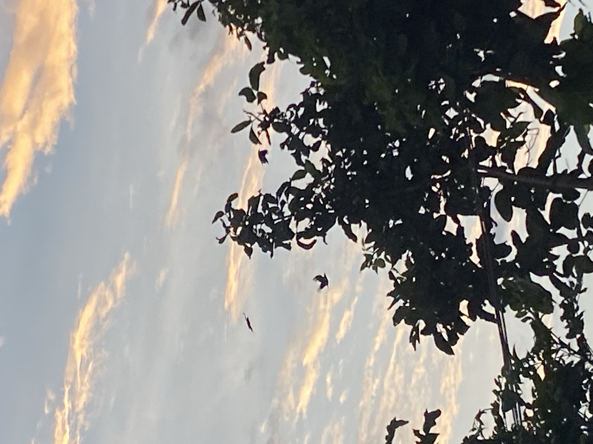 In the city of Igbara, Nigeria, the sky is filled with soft, diffused light from a setting sun, illuminating wispy clouds with a warm, golden hue. Silhouetted against this ethereal backdrop, several birds are in mid-flight, their dark forms stark against the pale sky and colored clouds. Their wings are spread, some in soaring glides and others captured in the dynamic motion of flapping. In the foreground, the dark, dense foliage of trees partially obscures the view, their leaves and branches creating a natural frame for the aerial ballet. The overall impression is one of quiet movement and natural beauty at dusk.