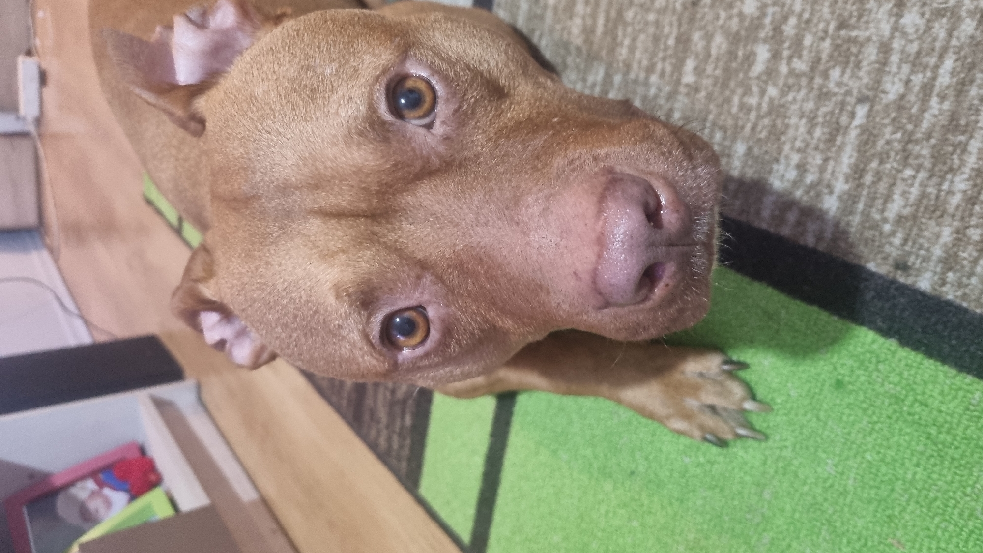 A close-up, high-angle shot shows a brown dog, possibly a pit bull, with light brown fur, amber eyes, and a pink nose. The dog is lying on a green and black patterned rug. To the left of the rug, there is a light brown wooden surface and part of a white storage unit with a red and blue toy box. The location appears to be indoors, possibly a home in an unknown city.