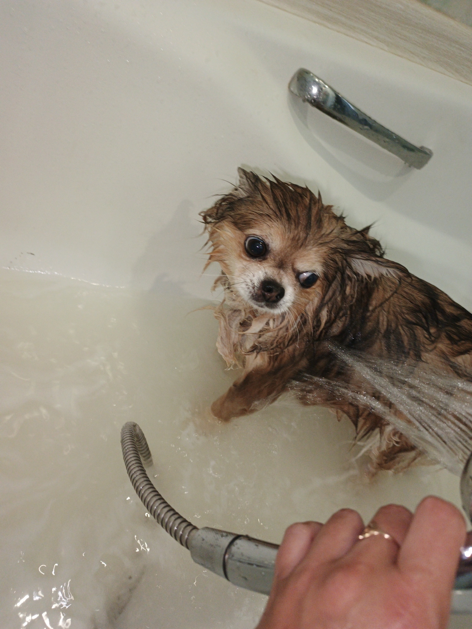 A small, wet, long-haired tan dog with dark eyes is in a bathtub with soapy water. The dog appears scared and is looking towards the camera. A hand is visible in the foreground, holding a shower head that is spraying water. The shower head is connected to a flexible hose. A metal faucet is visible on the edge of the bathtub. The scene is consistent with a dog being bathed in a residential bathroom. The location in the city of Zlatoust, Russia is not identifiable from the image.