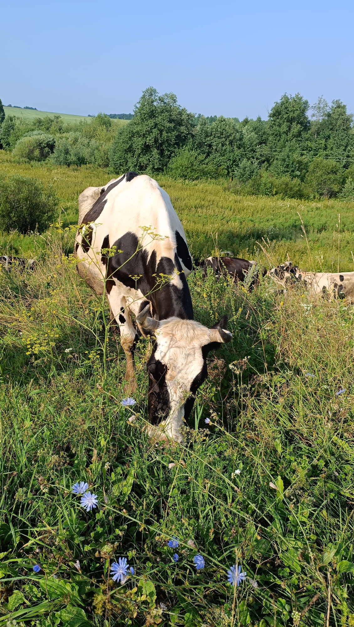 In a sunlit meadow near Karsha, Russia, a black and white cow grazes on lush green grass, its head lowered to the ground. The cow's body is predominantly white with large black patches, characteristic of a Holstein breed. In the background, a line of trees forms a natural border against a clear blue sky. Several other cows, some black and white and others brown, can be seen further back in the field, also grazing. The foreground is dotted with small blue wildflowers, adding a touch of color to the verdant landscape. The overall scene depicts a peaceful pastoral setting.
