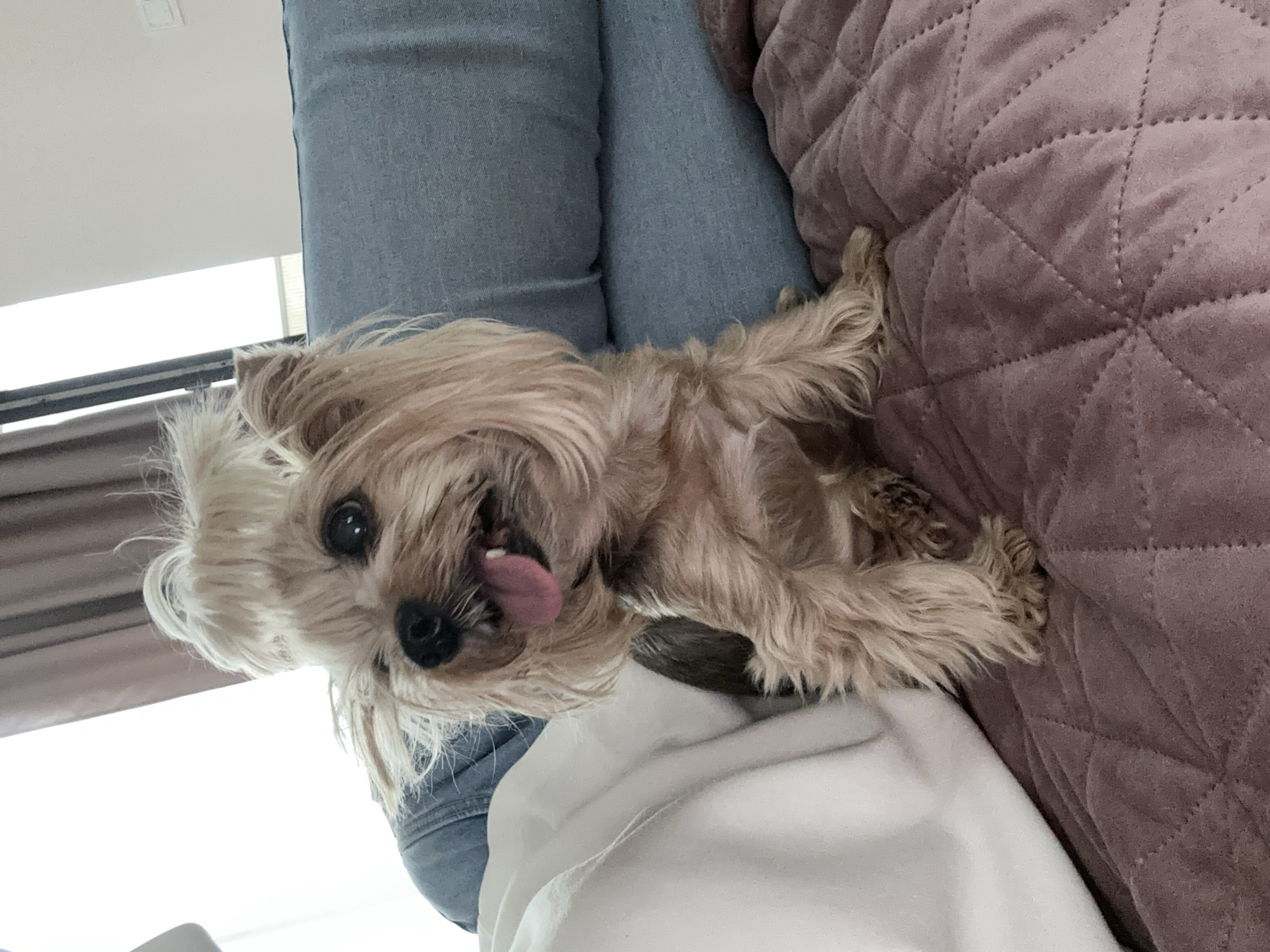 The image displays a Yorkshire Terrier dog situated indoors in Sofia, Bulgaria. The dog, possessing light brown and tan fur with an upward-styled topknot, is seated upright on a dusty pink, diamond-quilted blanket. Its dark eyes are directed slightly upward and to the left, and its mouth is open with a pink tongue partially extended. Behind the dog, a light blue fabric sofa cushion is visible. To the left of the dog, a white textile, possibly a blanket or clothing item, is present. A denim-clad limb is partially visible behind the dog's left side. The background features a brightly lit window on the upper left, partially framed by dark brown curtains. To the right of the window, a light-colored wall is visible, featuring a white electrical outlet or switch. The scene is illuminated by natural light entering from the left.