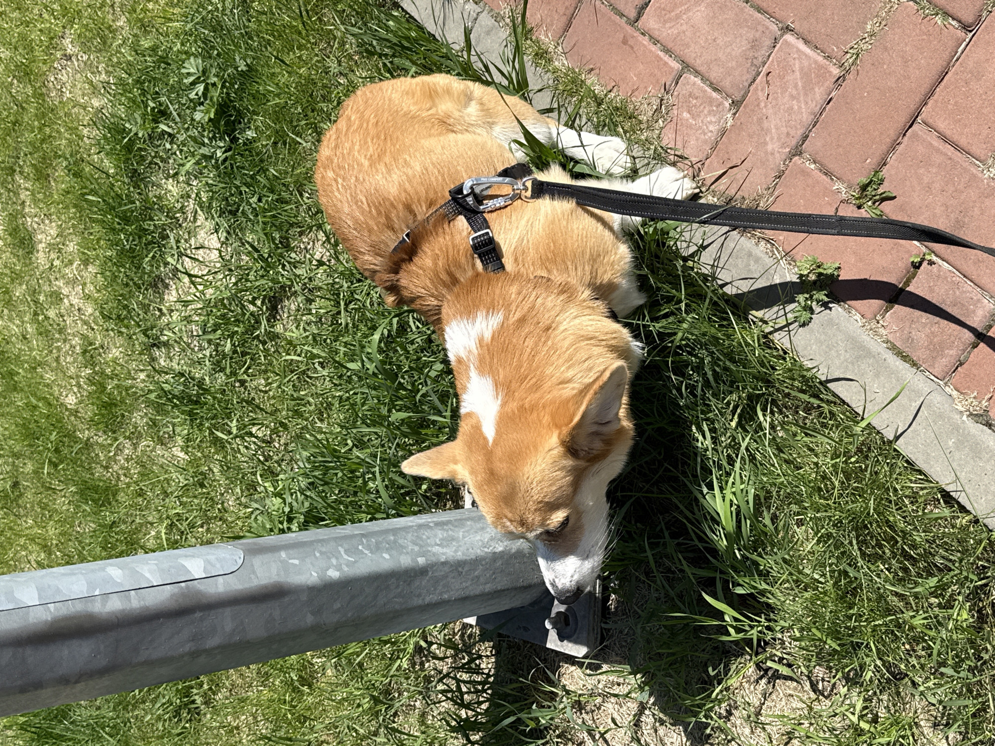 A Corgi dog with light brown and white fur is resting in the grass next to a paved pathway on a sunny day in Krasnoyarsk, Russia. The dog is positioned with its body lying on the green grass, and its head turned towards a grey metal barrier. It is wearing a black harness with a silver carabiner clip, which has faint text resembling "PRO COMFORT" visible on it. A black leash extends from the harness towards the right side of the image.
The Corgi's head features a distinctive white blaze pattern. Its snout is close to the base of the metal barrier, suggesting curiosity or sniffing activity. To the right of the grass, a reddish-brown brick pathway with some grass growing between the bricks is visible. The bright sunlight indicates it is daytime, casting clear shadows and illuminating the scene. The setting appears to be an outdoor public space, possibly a park or sidewalk area. The dog seems relaxed, taking a break from walking.