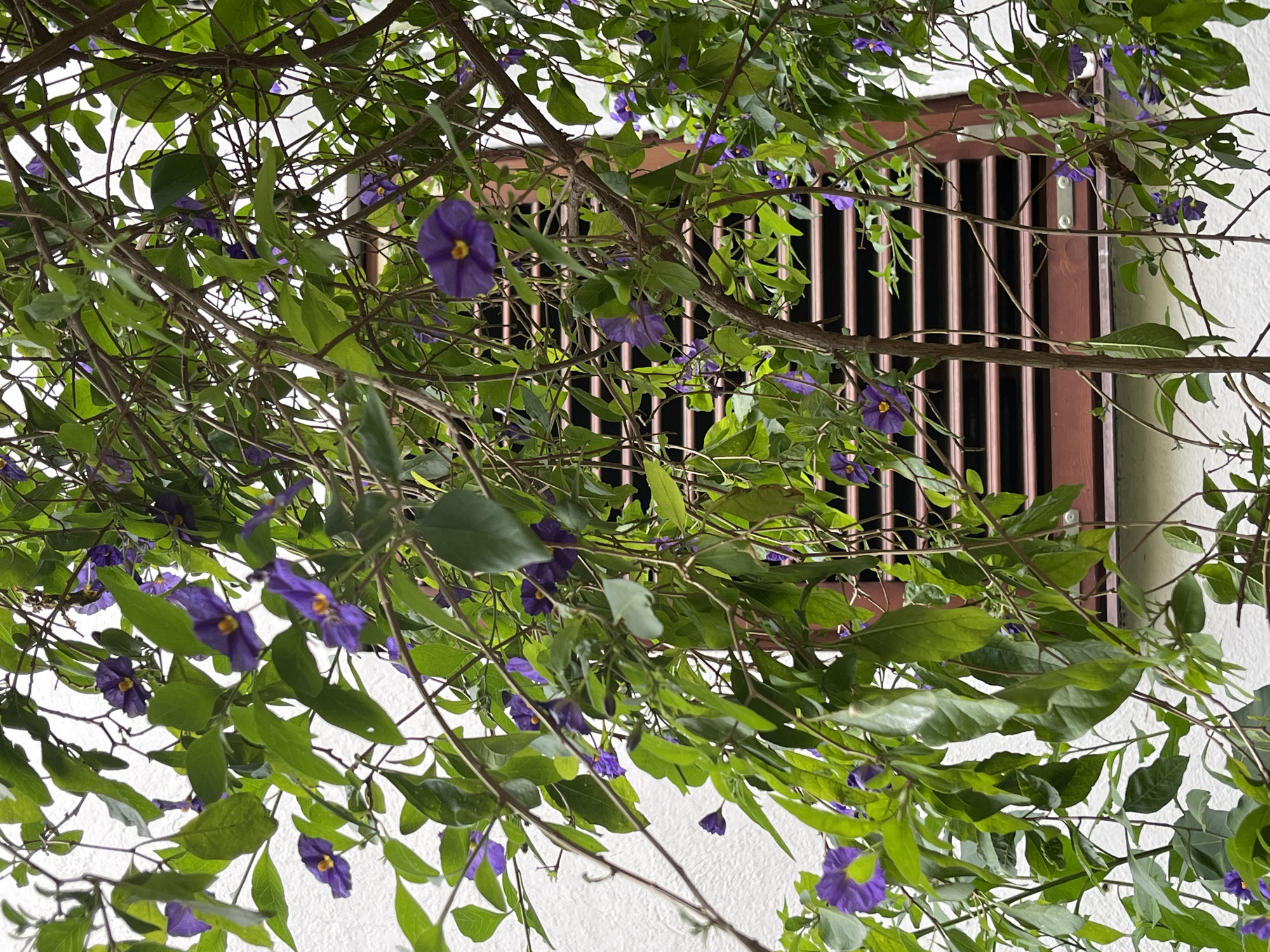 A daytime, low-angle shot shows a window obstructed by flowering foliage. The window is set into a white wall and protected by a maroon-colored iron grill with vertical bars. The foliage, comprised of green leaves and small purple flowers, covers the left and top portions of the frame, obscuring the view of the window. The scene is in Budva, Montenegro.