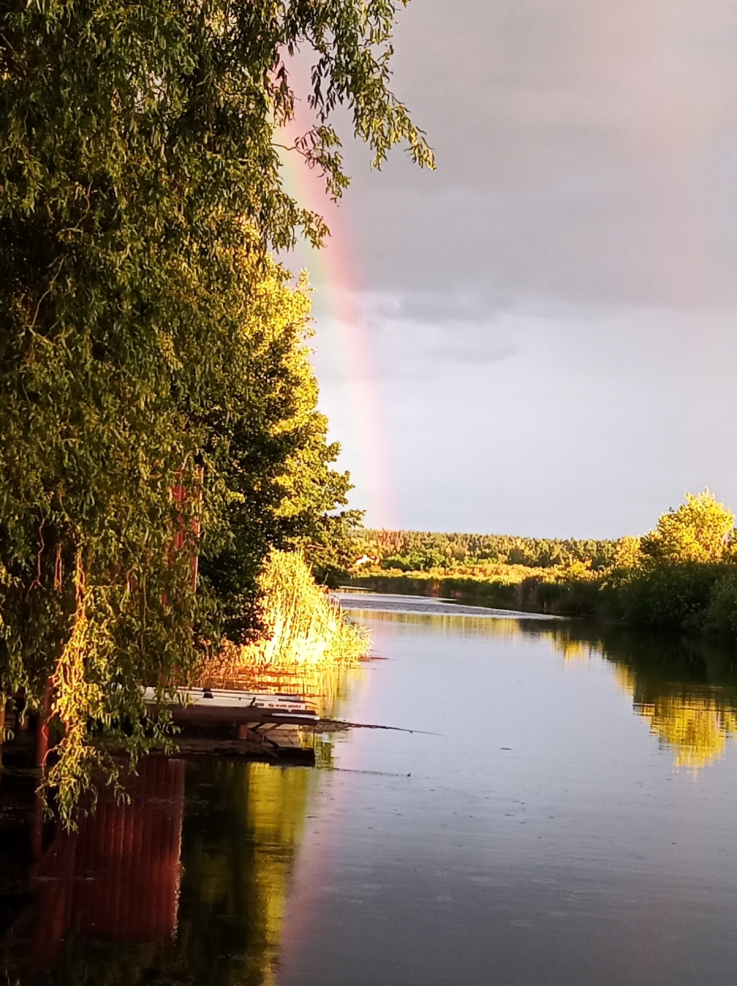 An image taken in Kozyn, Ukraine, depicts a tranquil river scene bathed in the golden light of either sunrise or sunset. A prominent weeping willow tree dominates the left foreground, its long, cascading branches reaching towards the water. The tree's leaves are illuminated by the low-angled sun, casting a warm glow. On the right bank of the river, a dense line of trees and vegetation creates a natural border, also catching the sunlight and reflecting it brightly. The river itself is calm, with subtle ripples on its surface, and a faint rainbow arc is visible in the hazy sky above. In the middle ground, along the left bank, a small wooden structure, possibly a dock or boat landing, is visible, with a flat object resting on it, possibly a canoe or small boat. The overall impression is one of serene natural beauty, with the elements of light, water, and foliage creating a picturesque landscape.