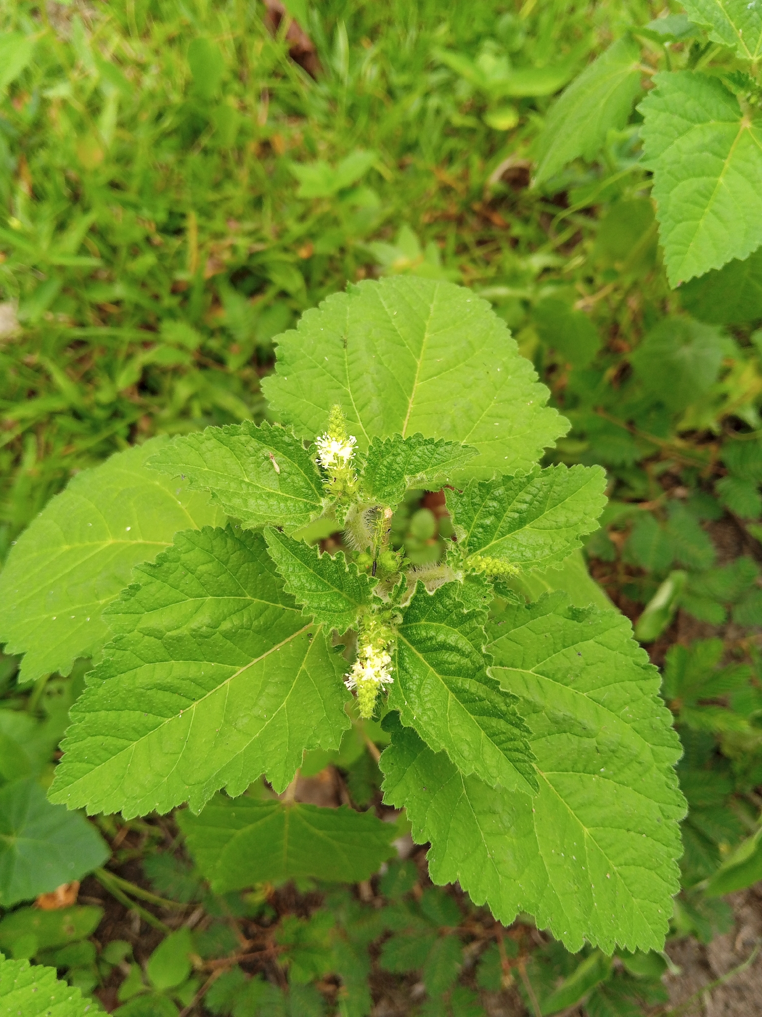 The image shows a plant with bright green, textured leaves arranged in a spiral pattern around a central stem. Small, white flowers are clustered near the center of the plant. The plant is surrounded by a mix of other green foliage and brown earth. The location is in the city of Palohigeuh, Indonesia. There are no people visible in the image. The lighting appears to be natural daylight.
