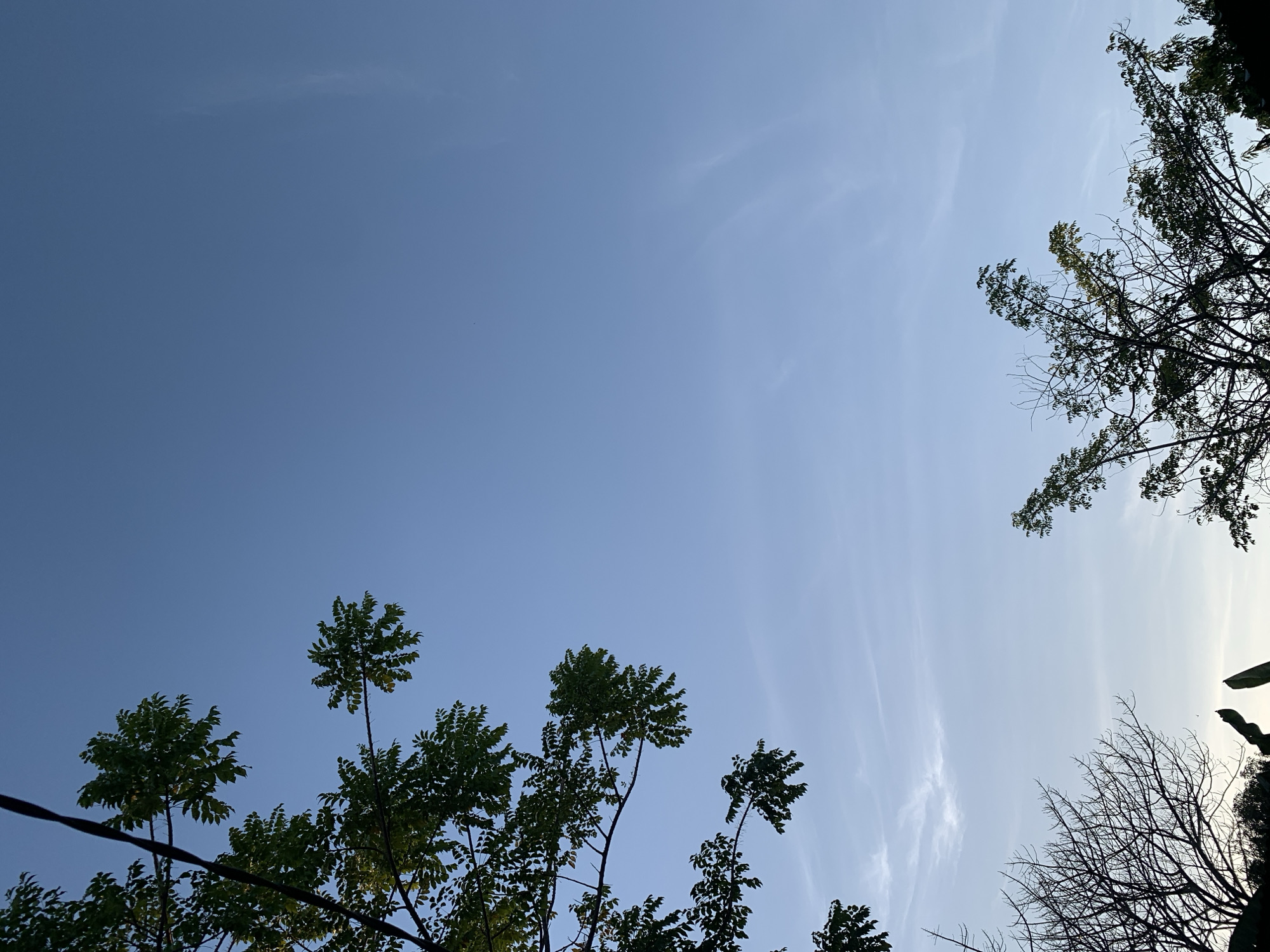 A low-angle shot captures a clear blue sky with wispy clouds, framed by the silhouettes of trees. The branches of a leafy tree on the left are illuminated by the sun, while a bare, leafless tree occupies the bottom left corner. On the right, another tree with sparse foliage extends into the sky. The scene suggests an outdoor setting, possibly in a park or residential area, in Makassar, Indonesia. The overall impression is one of natural beauty and tranquility.