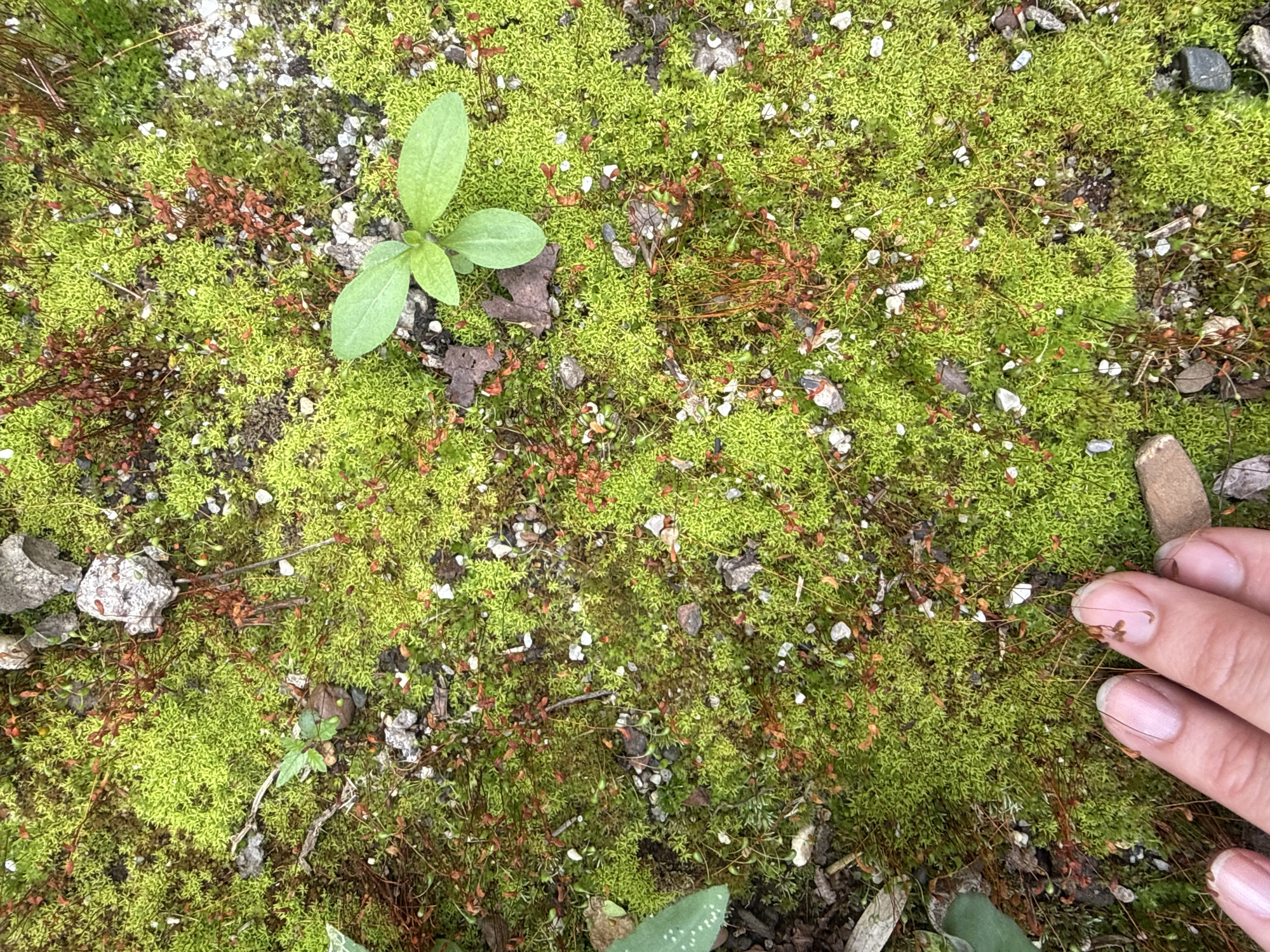 The image is an overhead shot of a patch of vibrant green moss growing on the ground. Interspersed with the moss are small pebbles, dried plant matter in shades of brown and red, and occasional bits of soil. In the upper left quadrant, a small, green seedling with two prominent leaves emerges from the moss. On the right side of the frame, a person's hand is visible, with four fingers and a thumb touching the moss and some of the small, dry plant structures. The fingers are light-skinned, and the fingernails are neatly shaped. The scene appears to be outdoors, likely in a natural or garden setting given the moss and plant life. The lighting suggests it could be daytime, possibly overcast or in a shaded area, as there are no harsh shadows. The overall impression is one of a close-up view of nature's details, with a human element interacting gently with the environment. There is no visible text in the image.