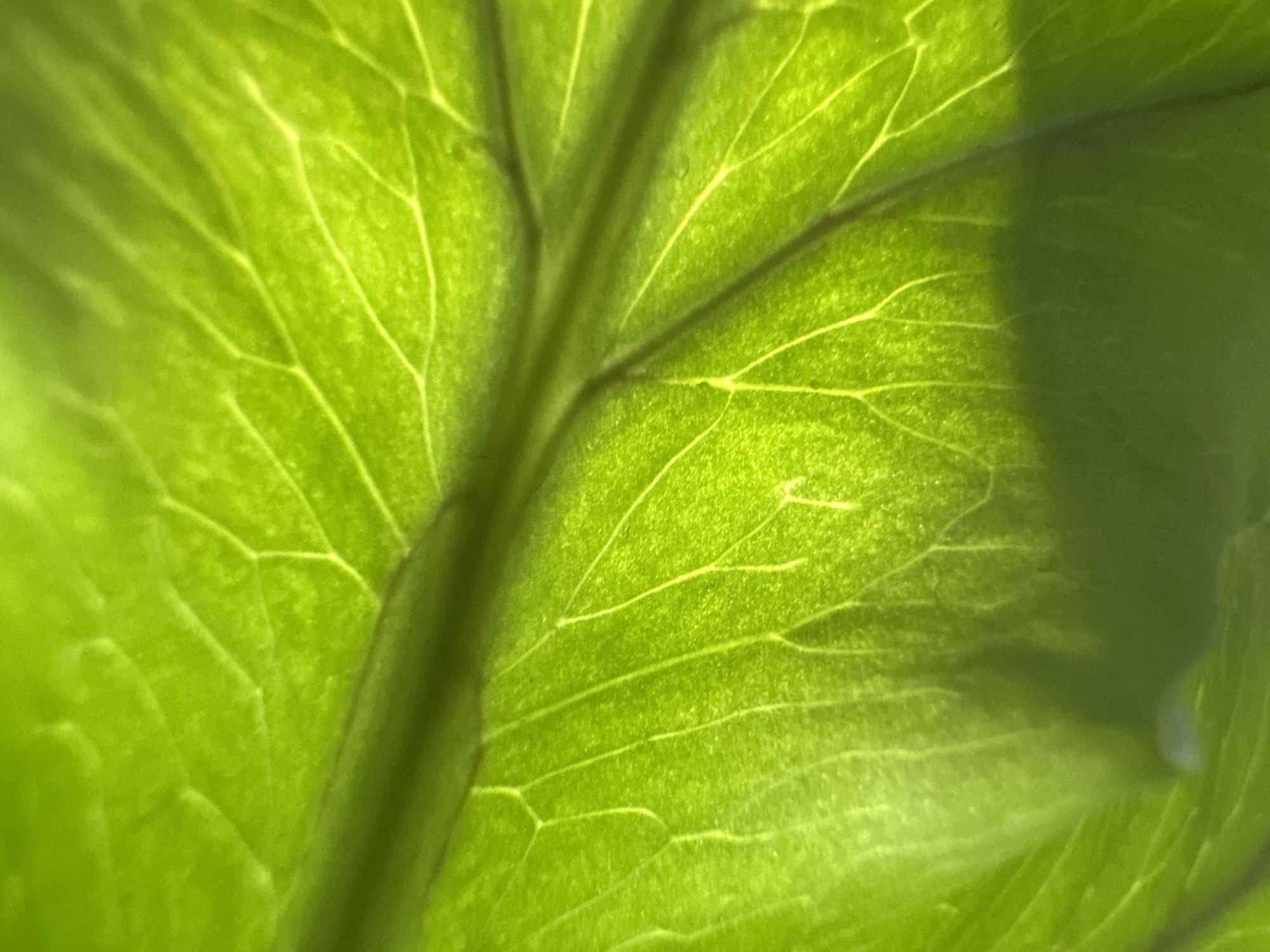 This is an extreme close-up, macro photograph of the underside of a bright green leaf. The leaf's intricate network of veins is prominently visible, illuminated from behind, creating a luminous effect. These veins radiate outwards from a central, thicker stem-like structure. The texture of the leaf appears slightly rough or bumpy, with a subtle speckled pattern in some areas. A portion of the leaf on the right side is in shadow, indicating an external light source. The lighting suggests it could be daytime, possibly with sunlight filtering through. There are no people, objects, or discernible text present in the image. The focus is solely on the detailed structure of the leaf's surface and venation, highlighting natural patterns and textures. The setting is implied to be outdoors or near a window where a leaf could receive natural light. No specific location cues within Belgrade, Serbia are evident.