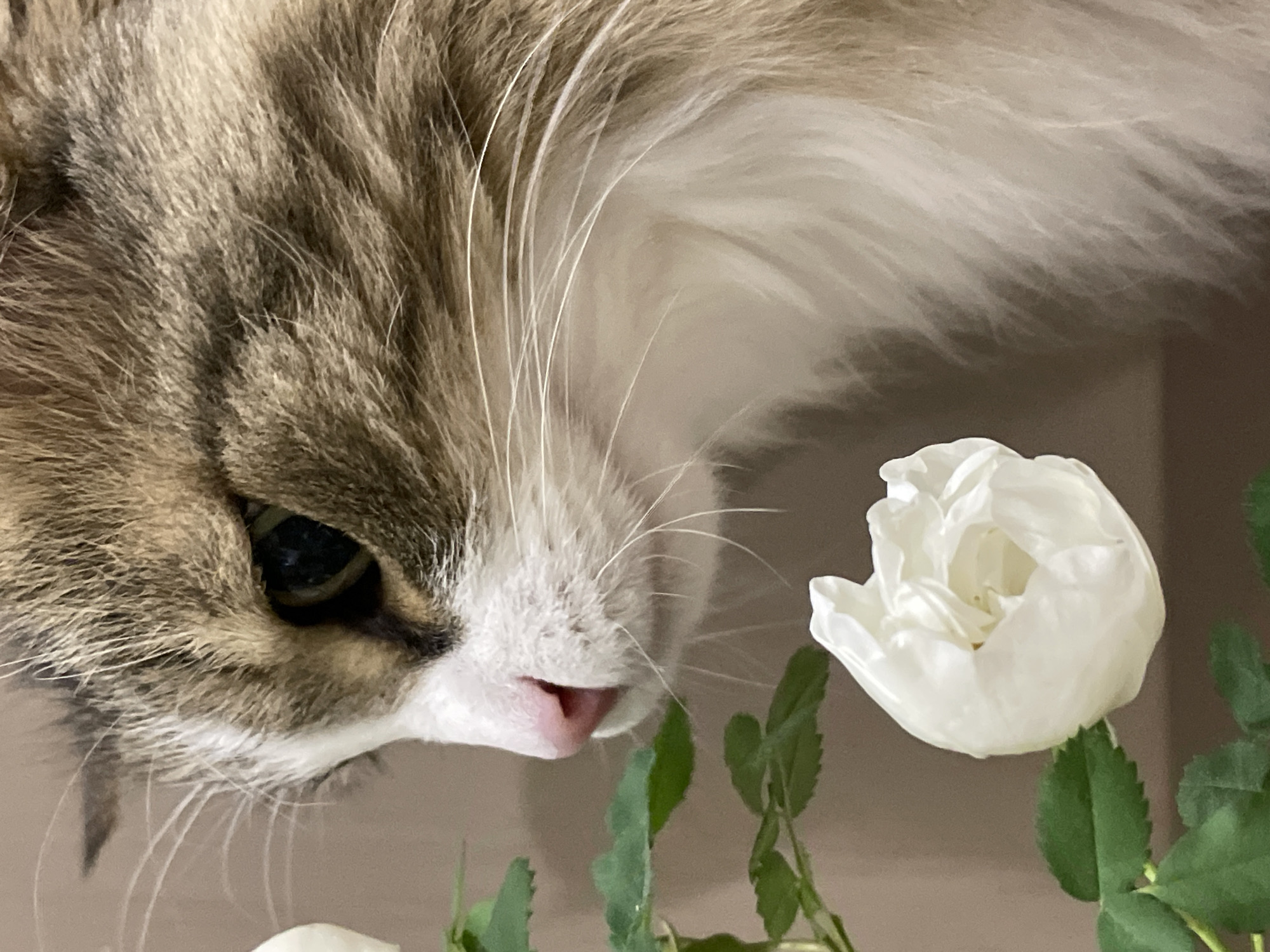A close-up shot features a cat's head and a white rose. The cat, with fur that is a mix of gray and brown with white markings, is positioned towards the upper left of the frame. Its eye is visible. The nose is pink. A single white rose with green leaves is to the lower right. The background is a light beige color. The location, Izhevsk, Russia, cannot be verified.