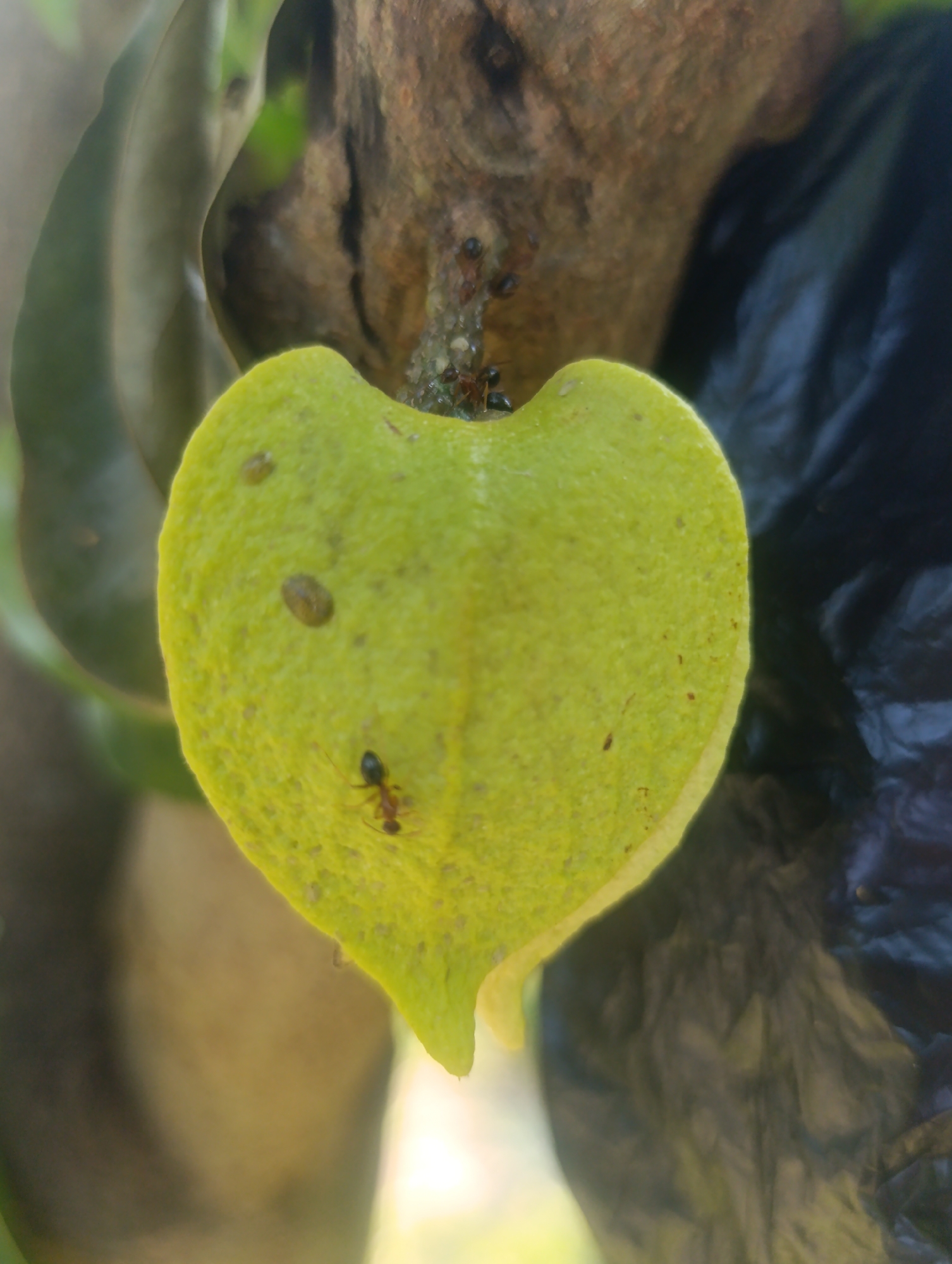 In Cihanjuang, Indonesia, a close-up shot focuses on a heart-shaped, light-green fruit with a slightly textured surface. Two ants are visible on the fruit; one larger ant with red and black coloring is positioned on the lower left side, while a smaller, darker ant is near the top, close to where the fruit attaches to a weathered, brown branch. Several tiny, dark specks, possibly more ants or other insects, are clustered on the branch just above the fruit. The background is a blur of soft greens and browns, with a dark, crumpled object to the right of the fruit, possibly a plastic bag or dark foliage. The lighting is soft, creating a gentle highlight on the fruit.