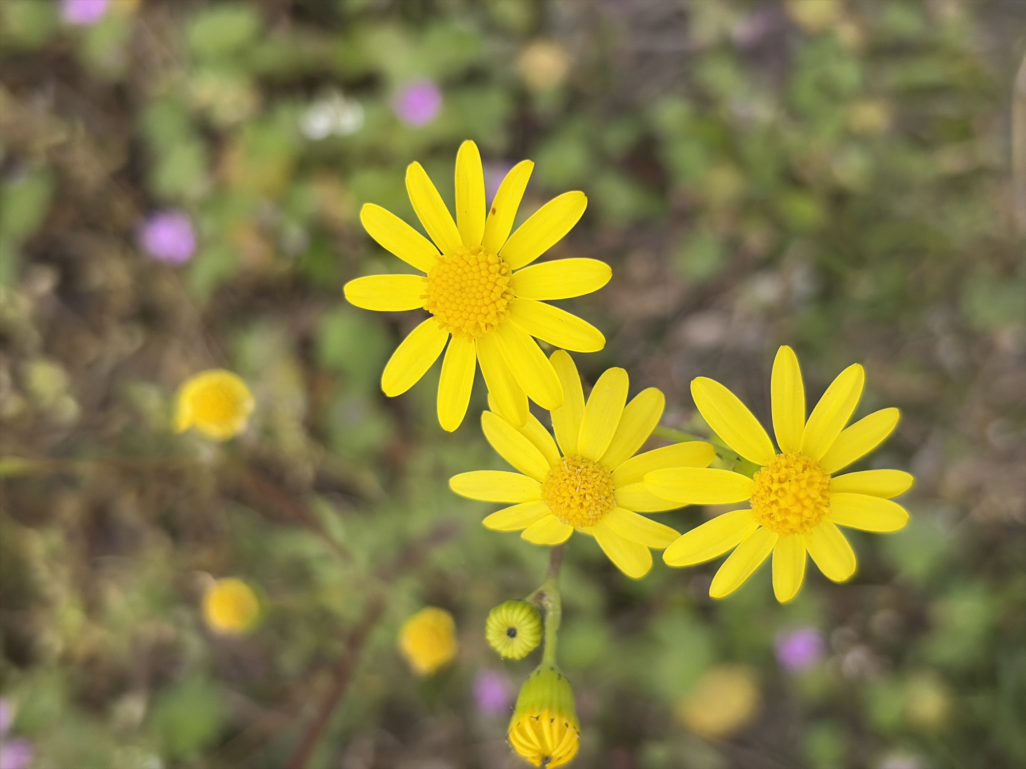 The image shows a close-up of several yellow flowers with a blurry background of green and brown foliage, along with some small purple flowers. The flowers are the main focus, with three in sharp detail and others out of focus. The location is outdoors, as indicated by the natural setting. There is no information to suggest the image was taken in the city of Unknown, Unknown.