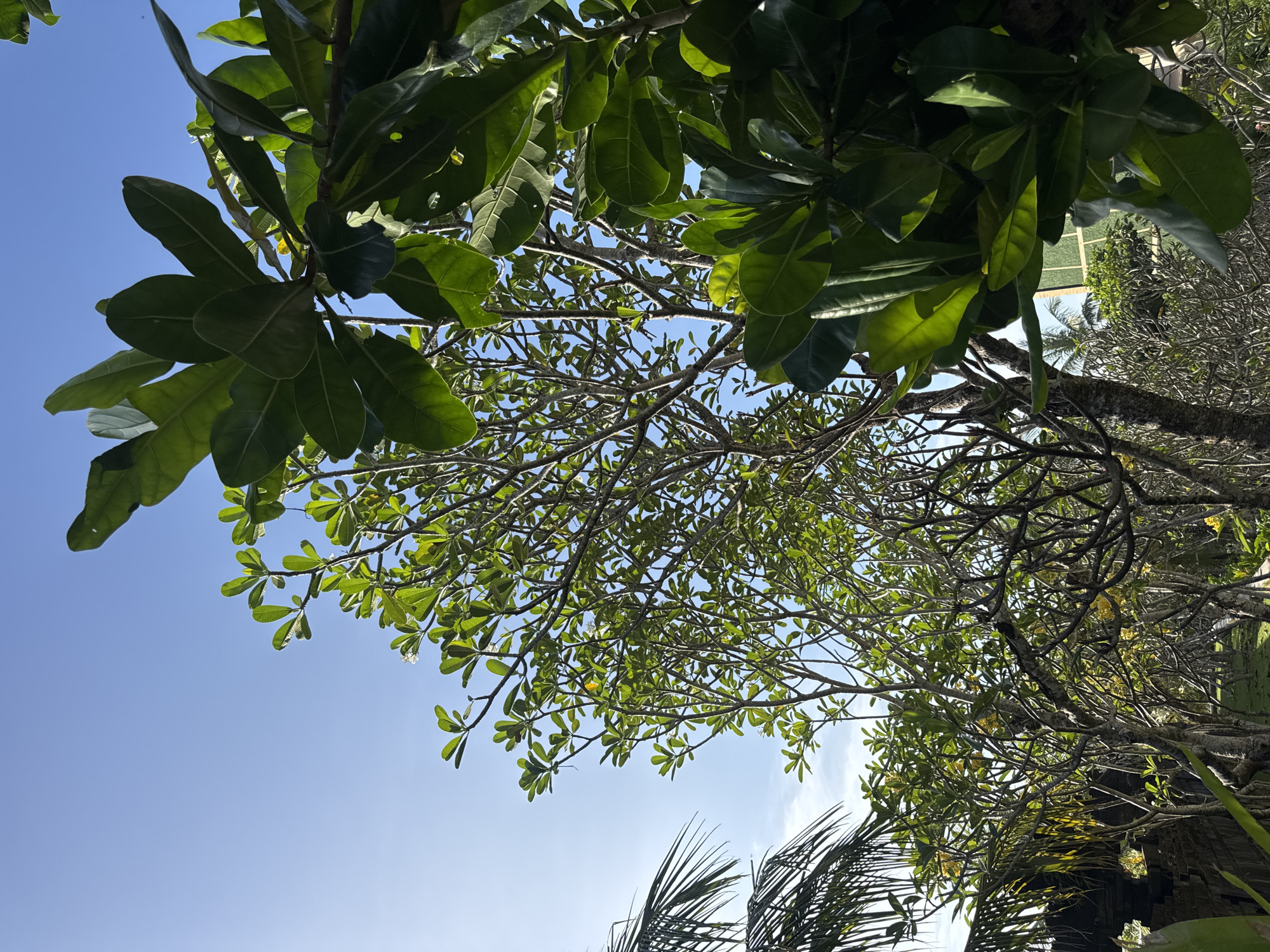 Captured from a low angle in an outdoor setting in Unknown, Indonesia, the image features a view looking upwards through dense foliage against a clear blue sky. Prominent are the large, broad leaves of what appear to be tropical trees or shrubs, creating a canopy at the top of the frame. Below them, a network of intertwined branches and smaller leaves fills the central space, framing patches of blue sky. Towards the bottom, hints of palm fronds are visible. In the background, glimpses of building structures can be observed. No people or interactions are depicted in the image.