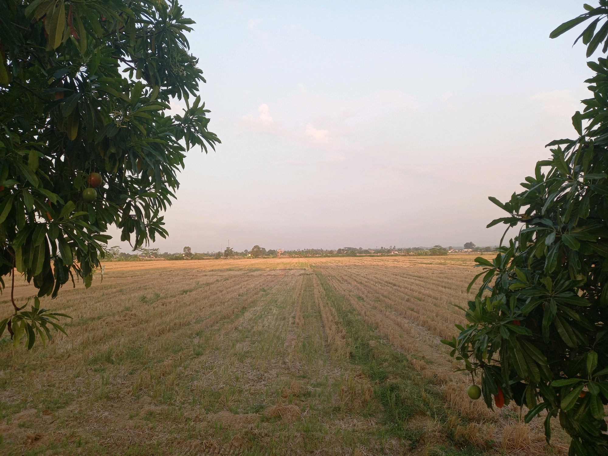 A wide shot captures a harvested rice field under a pale, hazy sky. The field is mostly golden stubble, with faint green shoots emerging in some areas, marked by distinct furrows running towards the horizon. In the foreground, framing the left and right sides of the image, are dense green trees with large leaves and visible fruit, some round and green, others elongated and reddish-orange. In the distance, a line of trees and buildings marks the edge of the field, with a few structures partially obscured by foliage and haze. The overall scene suggests a rural or semi-rural environment in Pekalongan, Indonesia, likely during the late afternoon or early morning given the soft, diffused light. No people are visible in the frame.