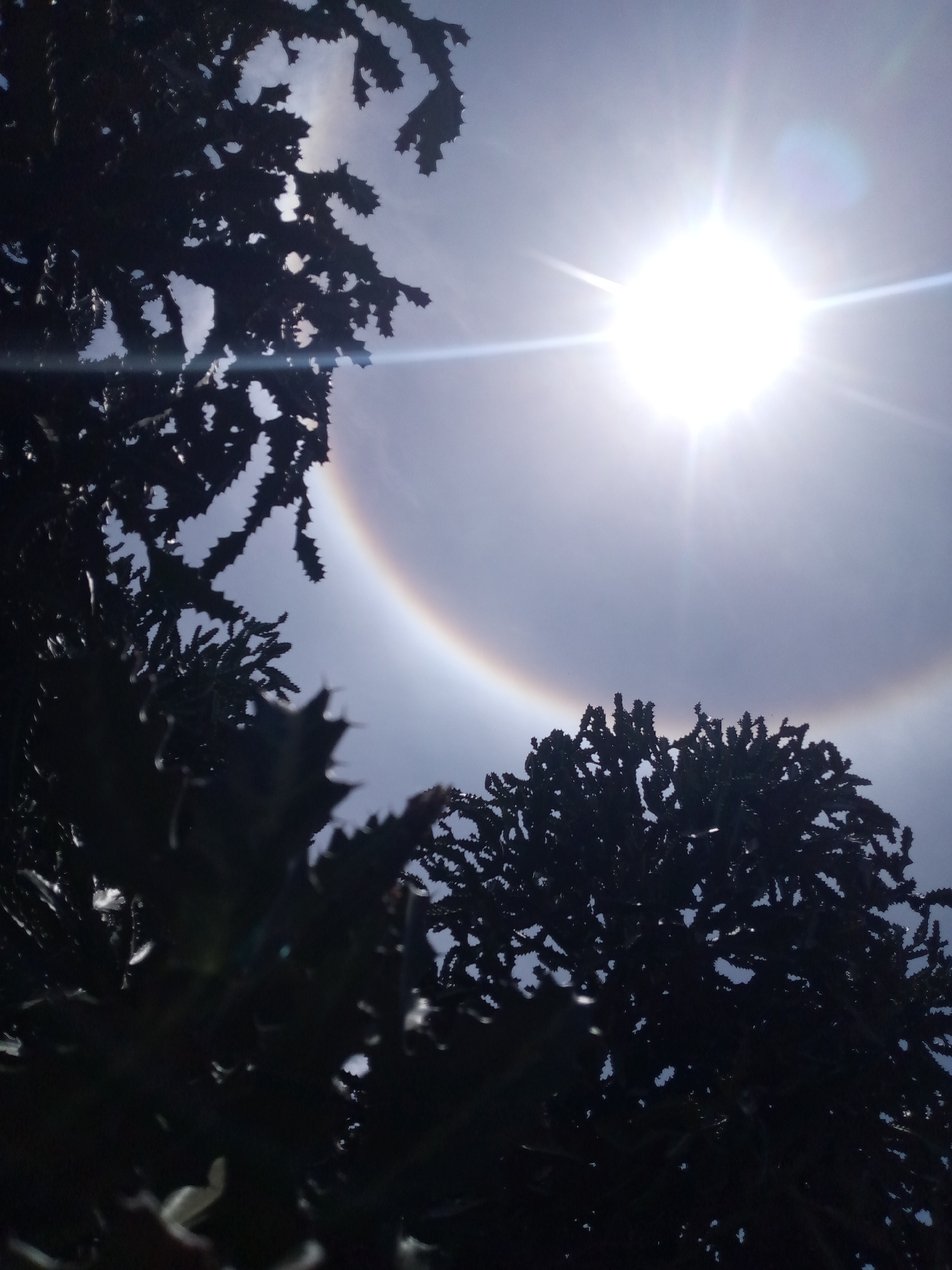 The image, taken from a low angle, depicts the sun surrounded by a bright halo, partially obscured by dark, silhouetted trees. The location is possibly Las Guevaras, Venezuela. The sky is light blue. The foreground is dominated by the dark silhouettes of the trees. The sun appears as a bright, white disc with rays emanating from it. A distinct halo, a ring of light, surrounds the sun. There is no indication of people or interactions between objects.
