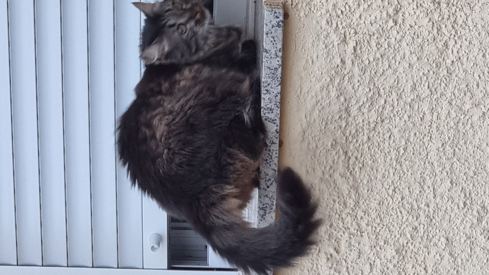 A medium-haired, grey and brown tabby cat is perched on a speckled grey windowsill outside a building in Sant Joan Les Fonts, Spain. The cat is positioned on the right side of the frame, facing right and looking down. Its tail, which is bushy and curved, extends to the left. Behind the cat, a white roller shutter is partially visible, and below the windowsill is a textured beige wall.