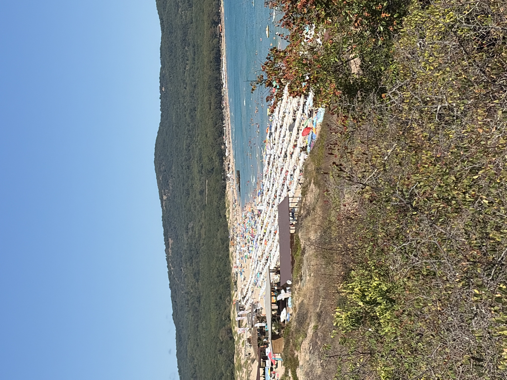 This image depicts a crowded beach in Primorsko, Bulgaria, on a clear, sunny day. The foreground features dry, brush-covered terrain with some leafy green and reddish-brown bushes. Beyond this, a well-populated sandy beach stretches along a bright blue sea. Numerous beach umbrellas, predominantly white with some colorful variations, are densely packed on the sand, indicating a high volume of beachgoers. Several beach structures, possibly small cafes or changing rooms, are visible on the sand, some with thatched roofs and others with brown roofing. The sea is dotted with people swimming, and a few small boats are visible. The background is dominated by a large, densely forested hill with a clear blue sky above. The scene captures a typical summer day at a popular coastal resort.