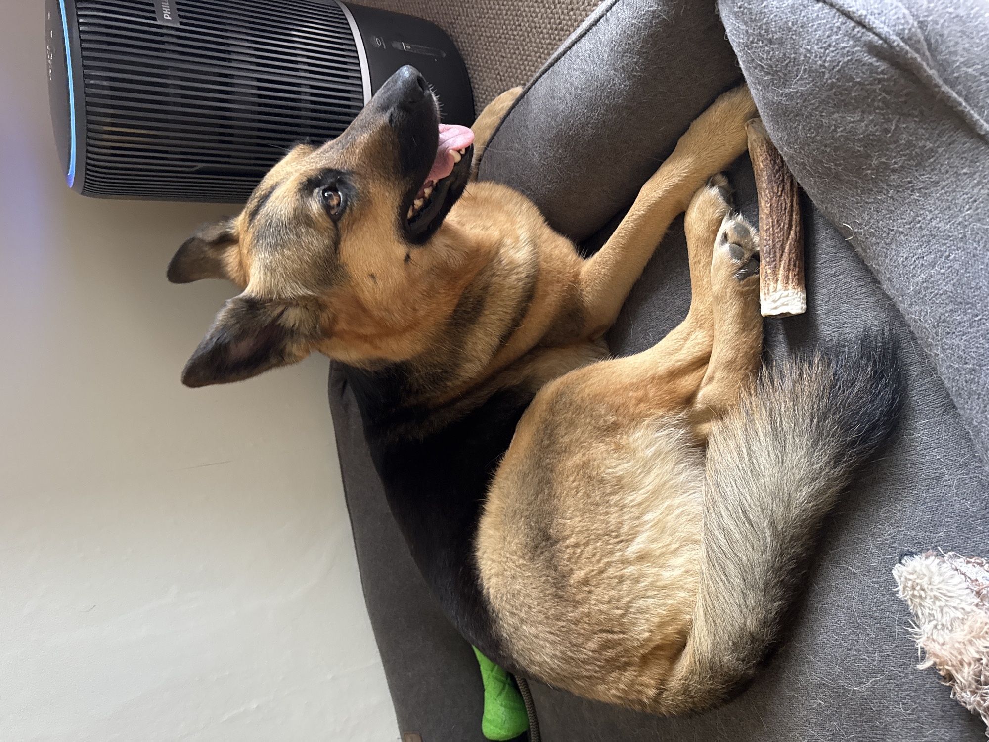 A German Shepherd dog rests on a gray dog bed. The dog is facing to the right, with its head turned slightly towards the viewer. Its mouth is open, and its tongue is visible. A chew toy, which appears to be an antler, lies on the dog bed in front of the dog's paws. In the background, a tall, black air purifier with a blue light on top is visible. The room appears to be indoors, with a neutral-colored wall behind the dog and an air purifier. The floor is covered with a patterned carpet. The scene is devoid of any specific indicators placing it within Bila Tserkva, Ukraine, or any other particular city.