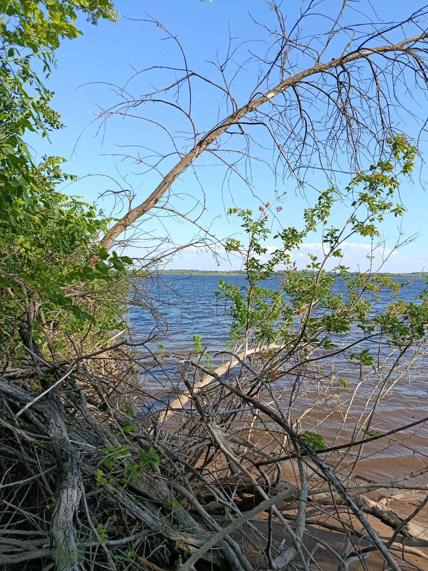A bright, sunny daytime shot captures a close-up view of a densely packed thicket of fallen branches and tree trunks in the foreground, leading towards a wide, calm body of water in the background. The branches are a mix of light and dark gray, with some green leaves still attached to a few of them. The water, a deep blue with ripples, stretches to the horizon where a faint, green treeline is visible. The sky above is a clear, bright blue, with a few wispy white clouds. This natural scene appears to be located near the bank of a river or lake.